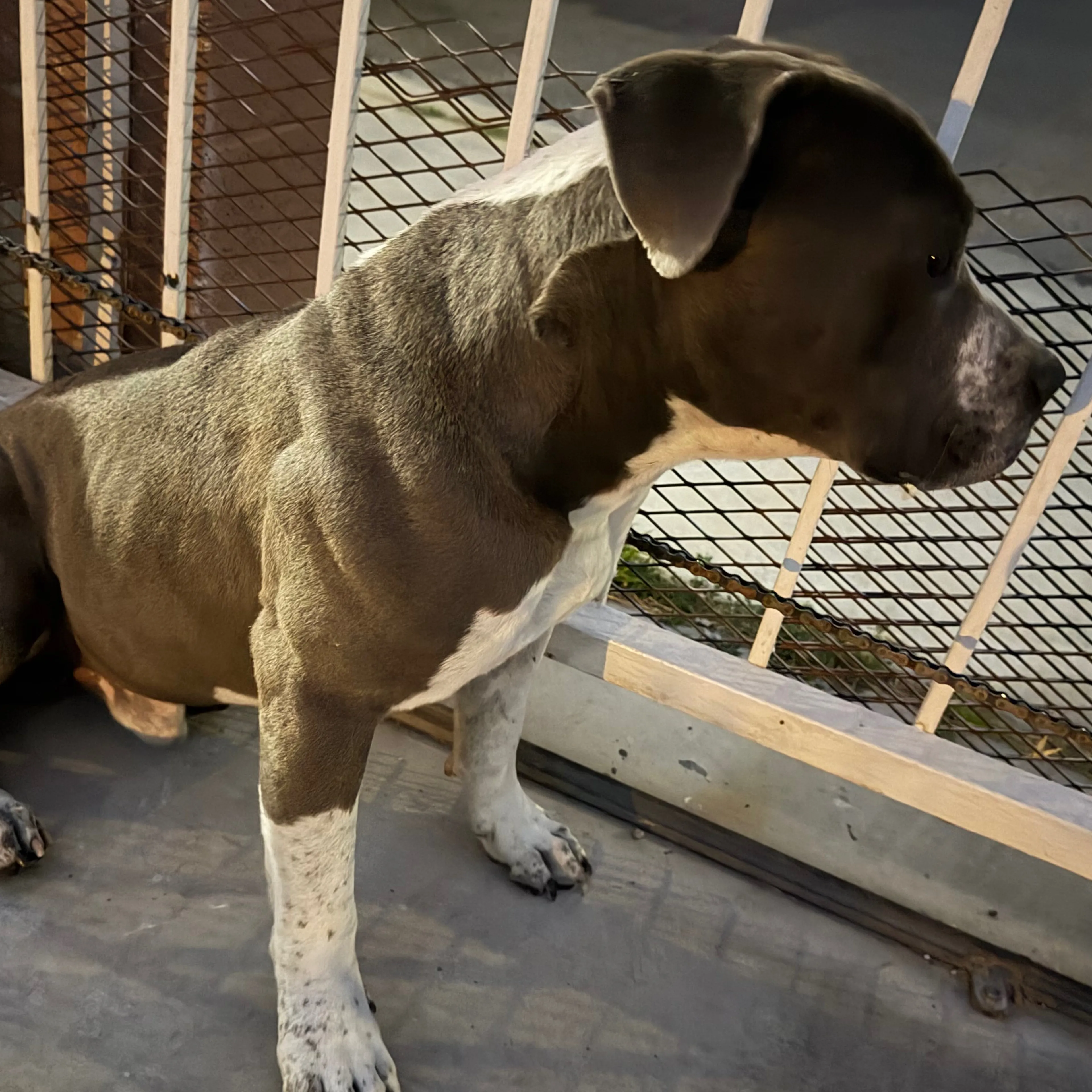 Lost pet-1