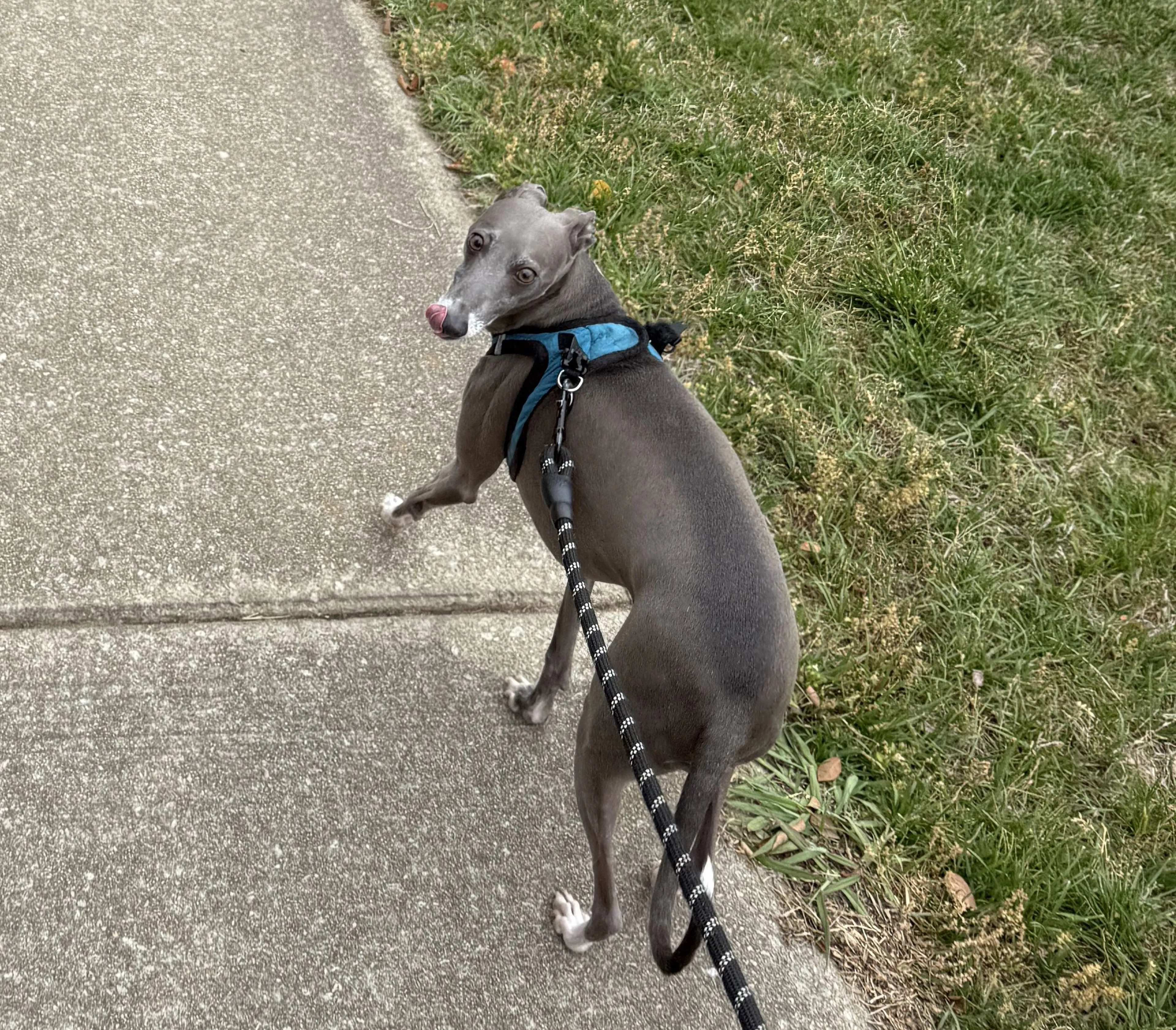 Lost pet