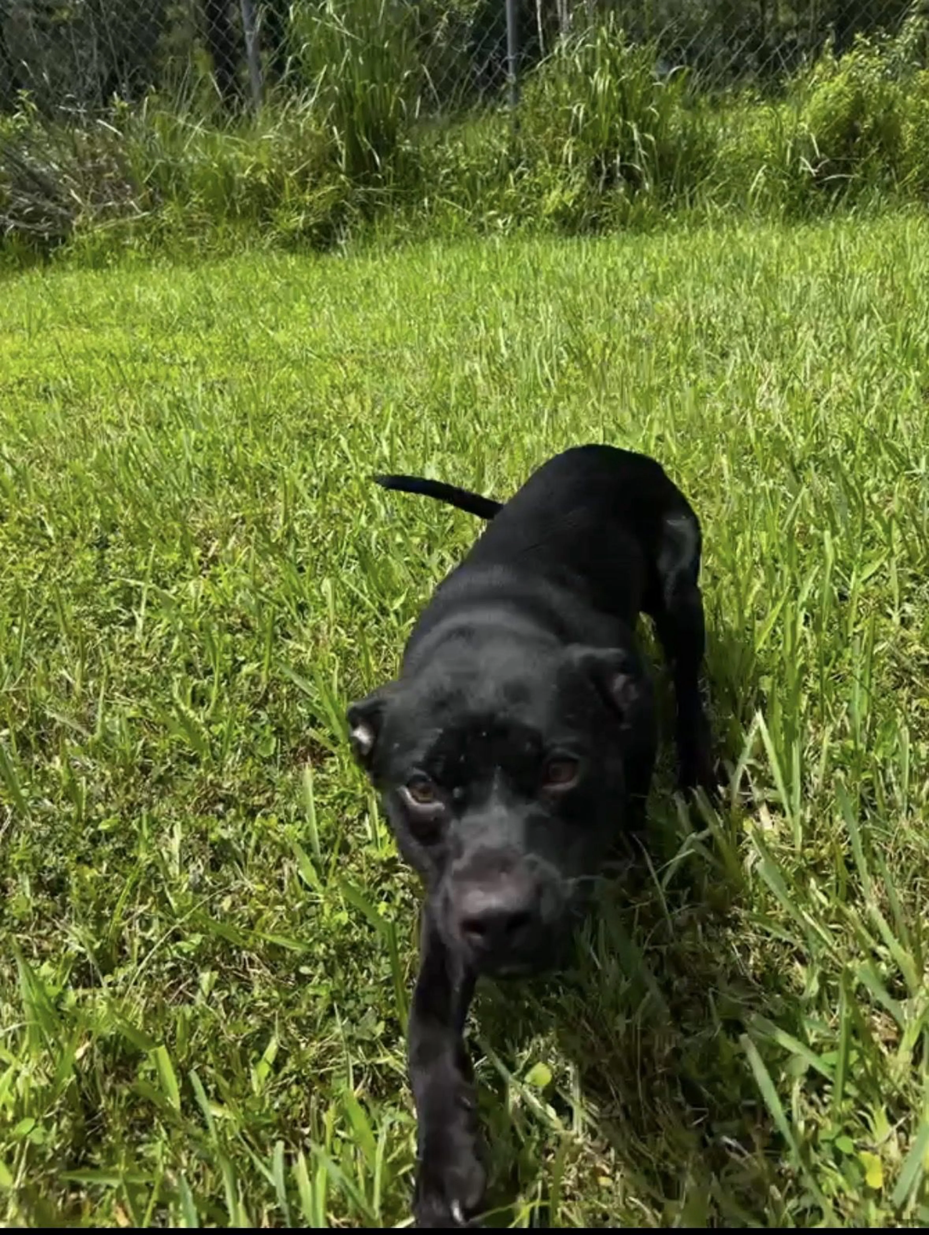 Lost pet