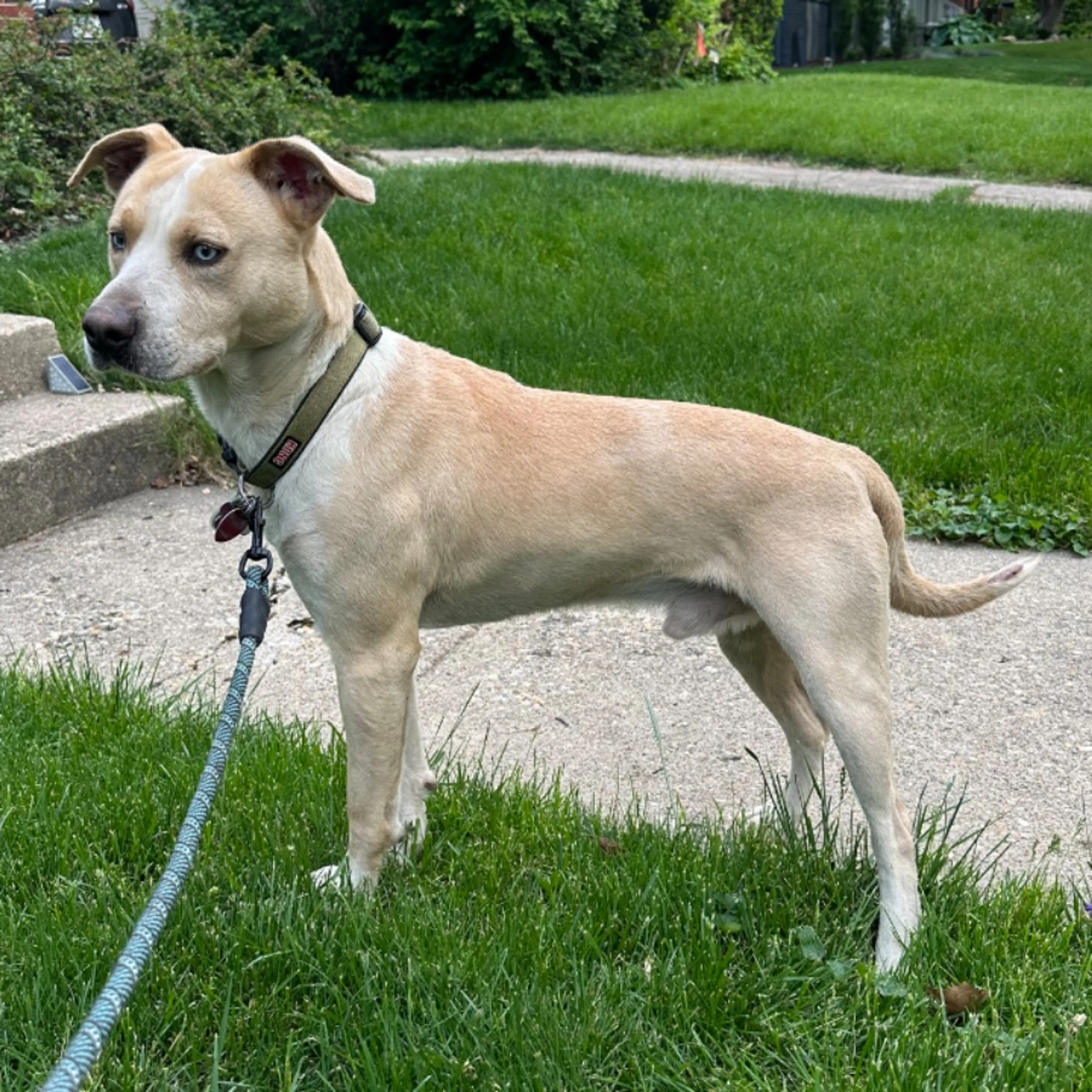 Found pet