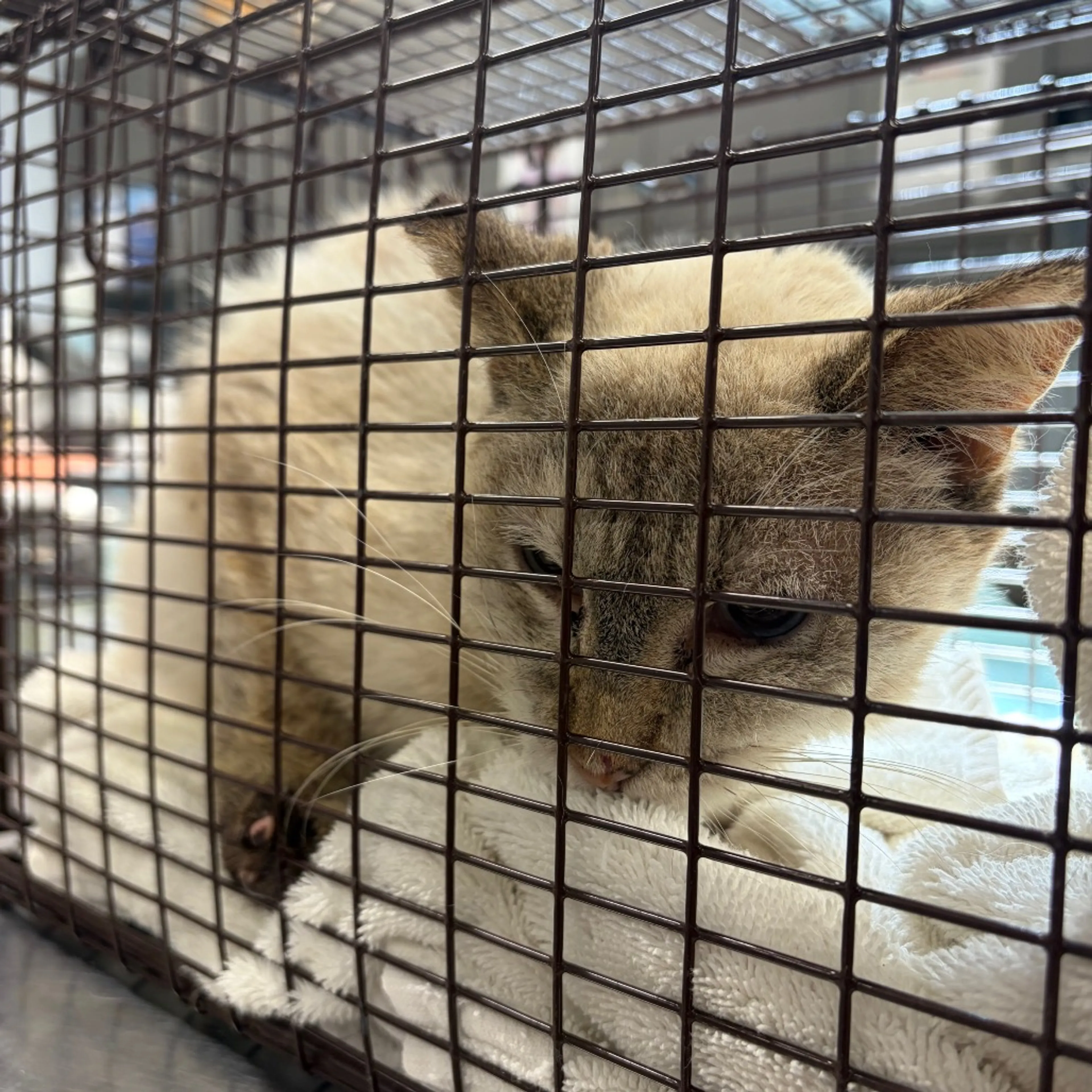 Found pet-1