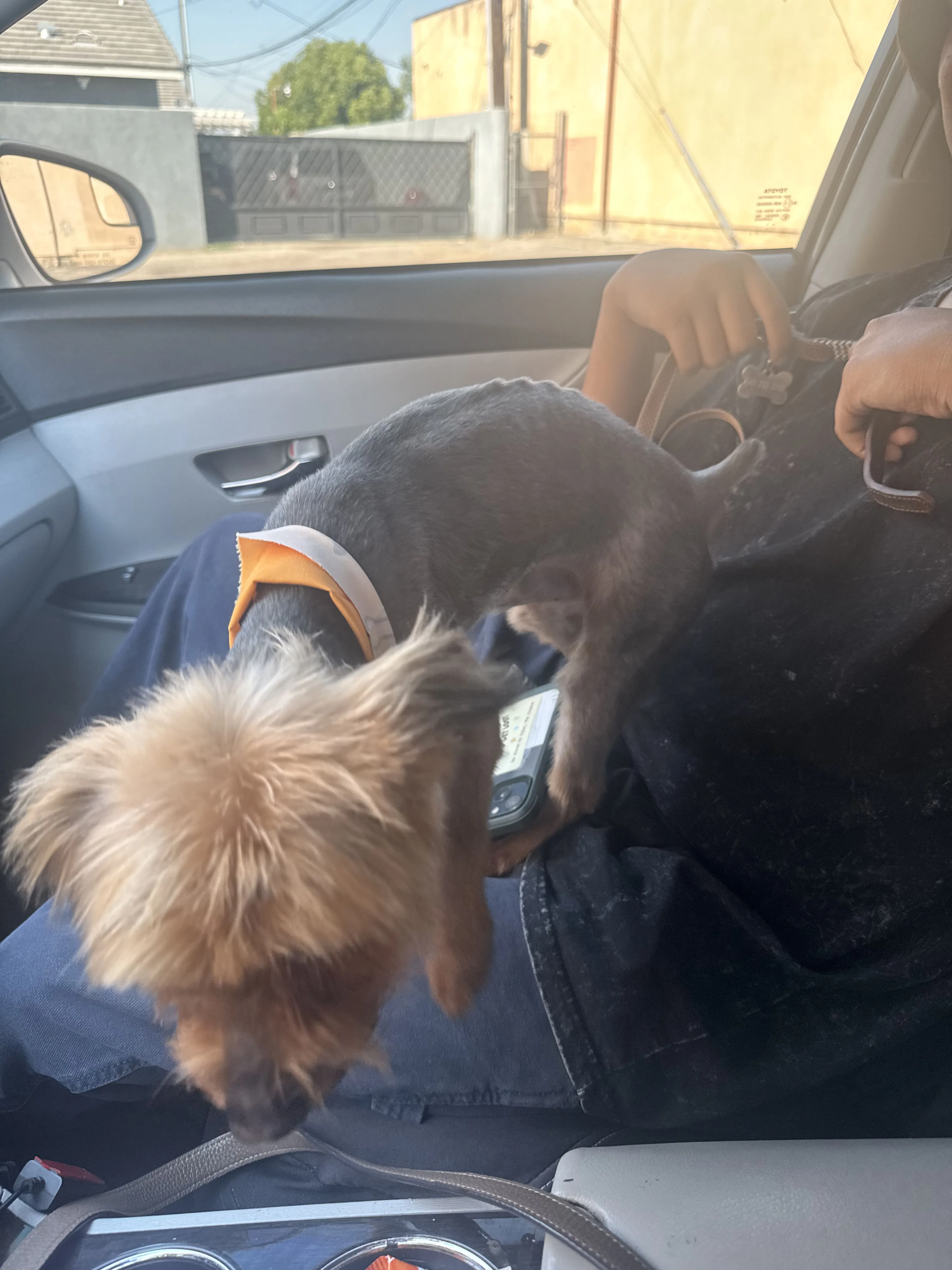 Lost pet