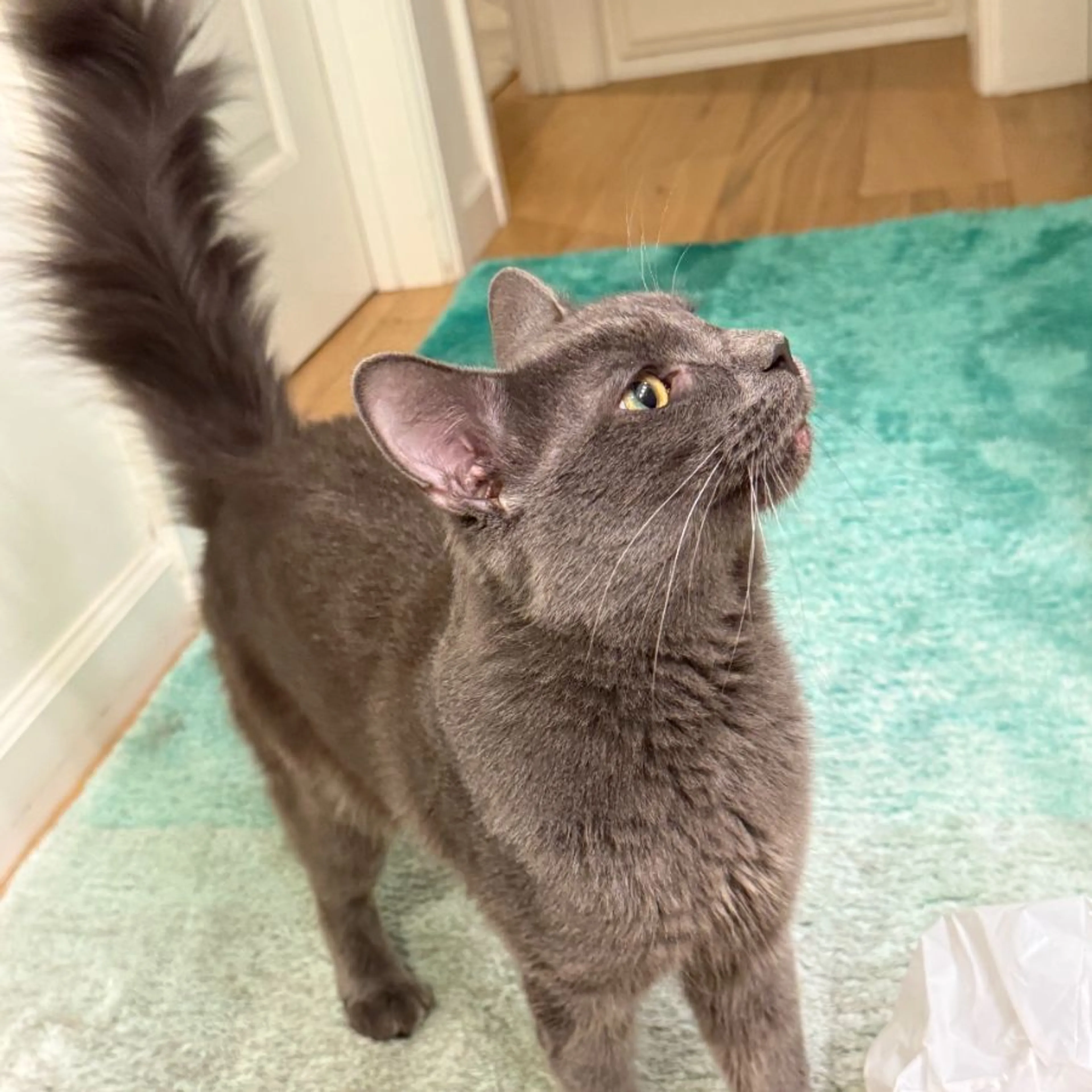 Found pet