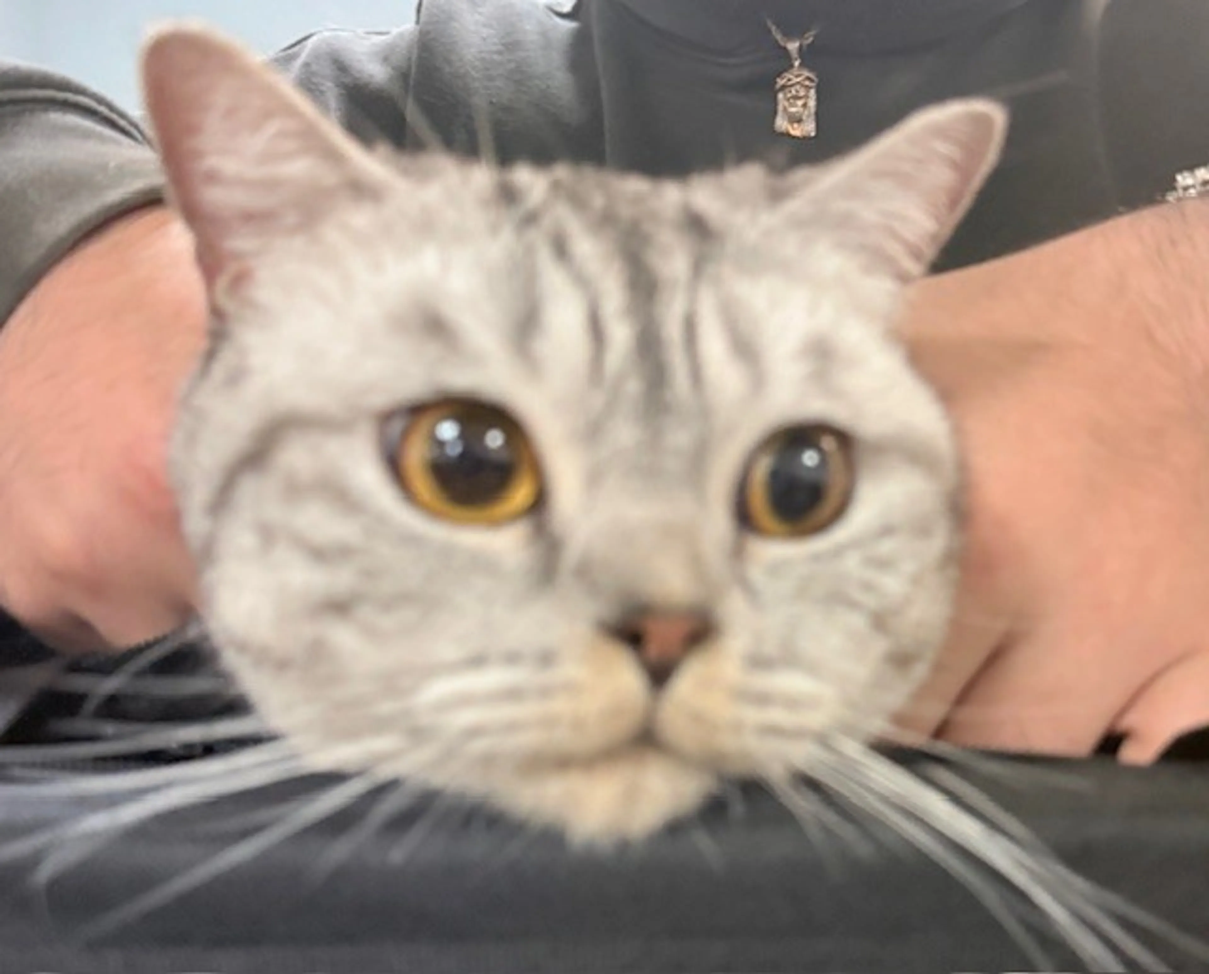 Found pet