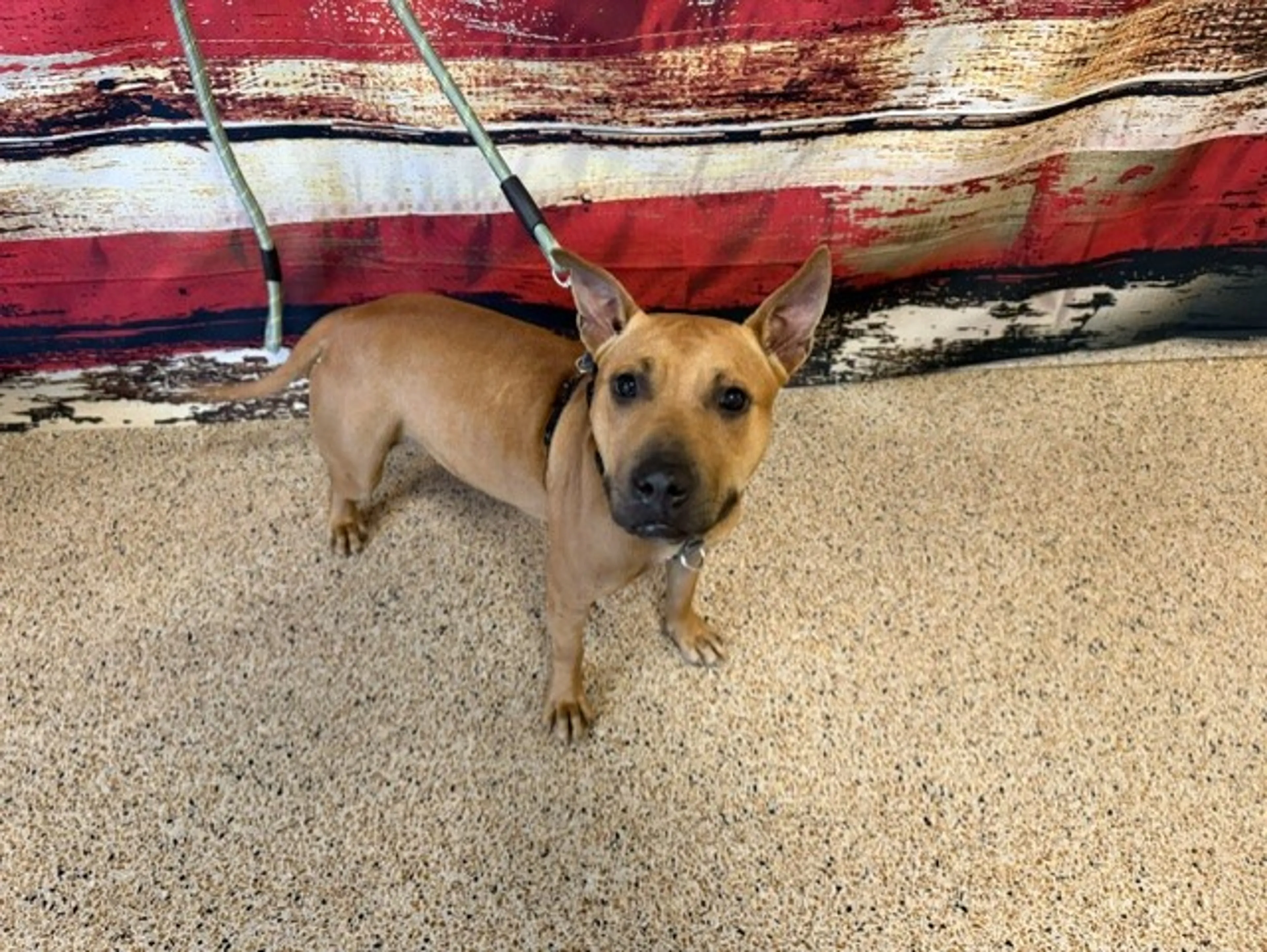 Found pet