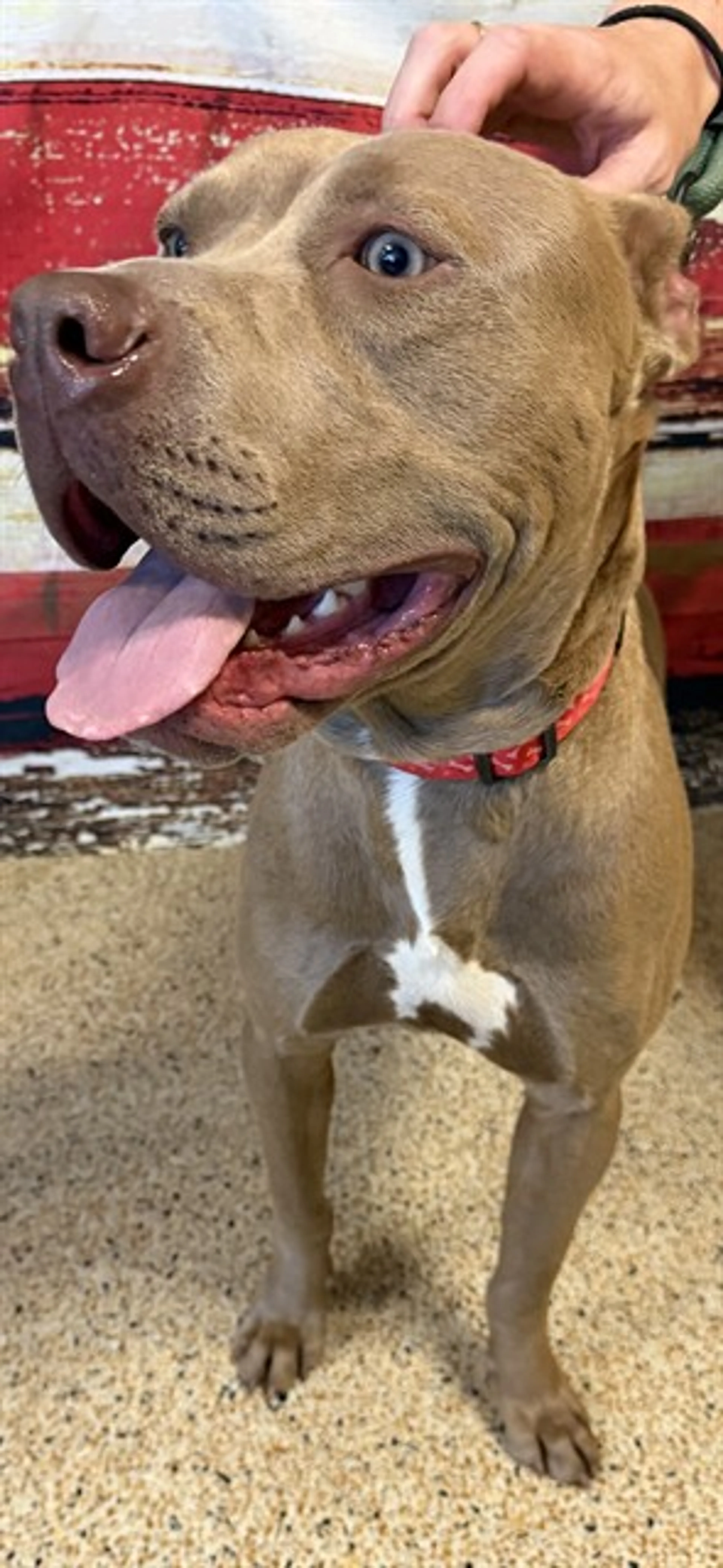 Found pet