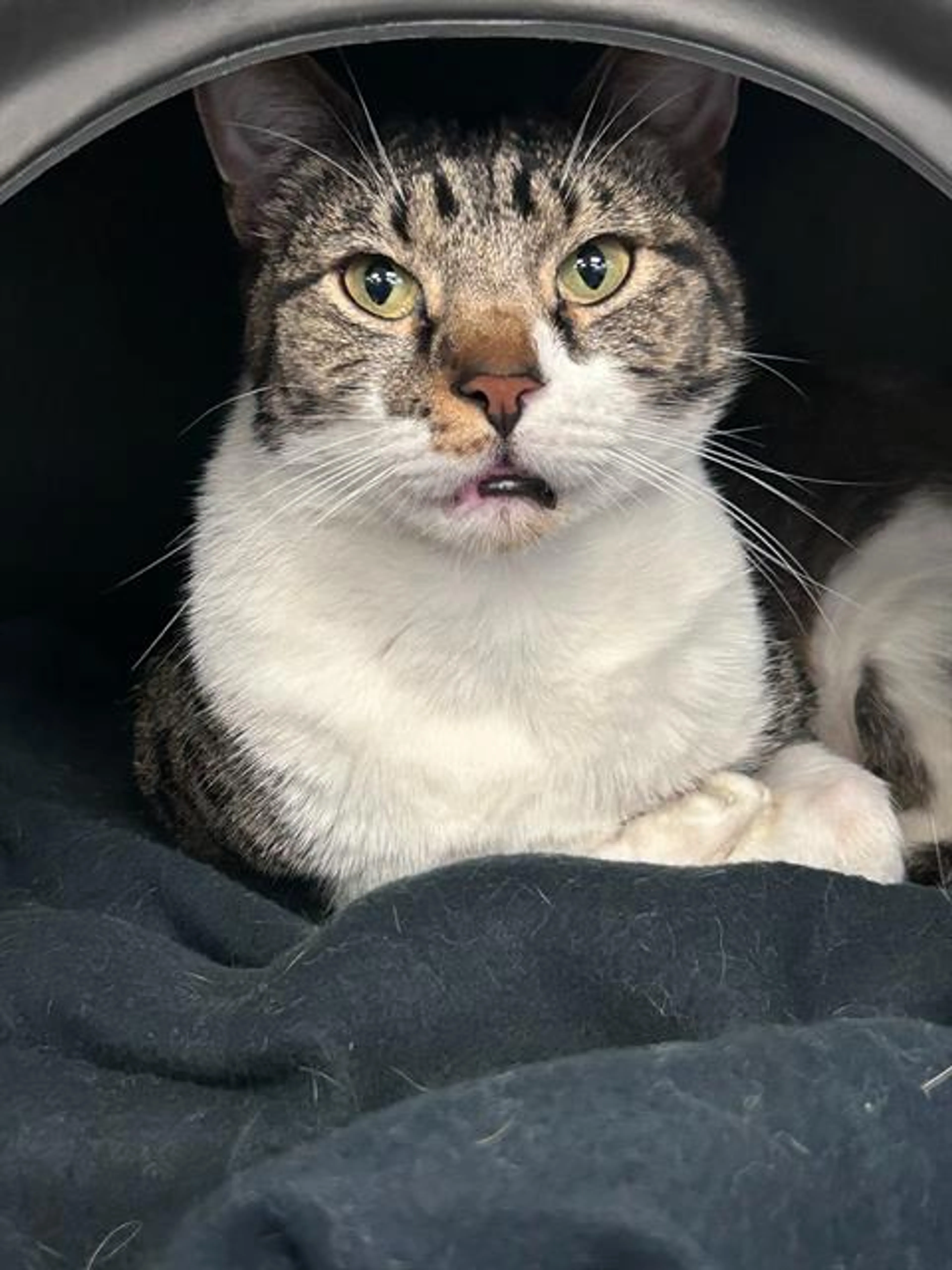 Found pet