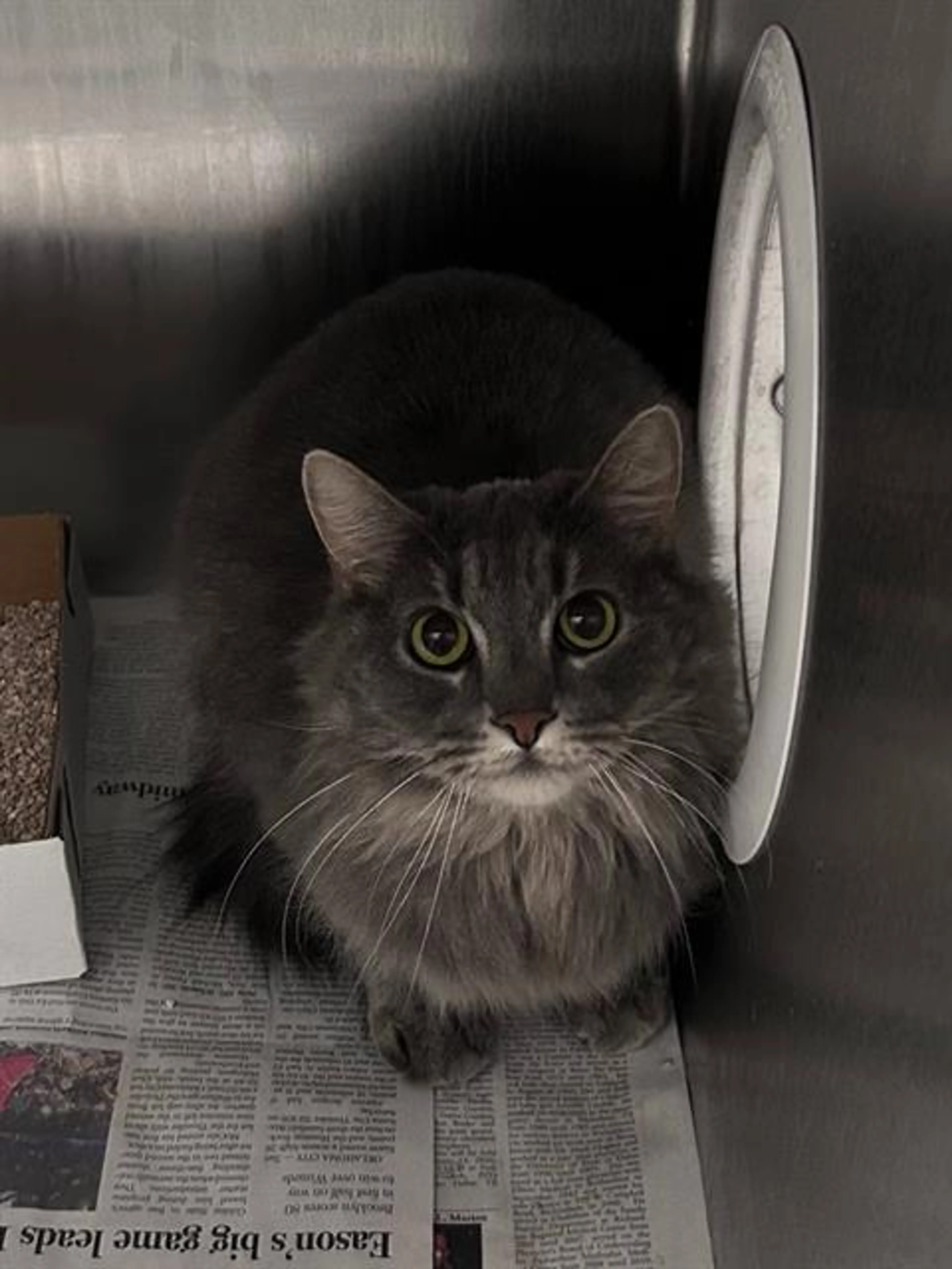 Found pet