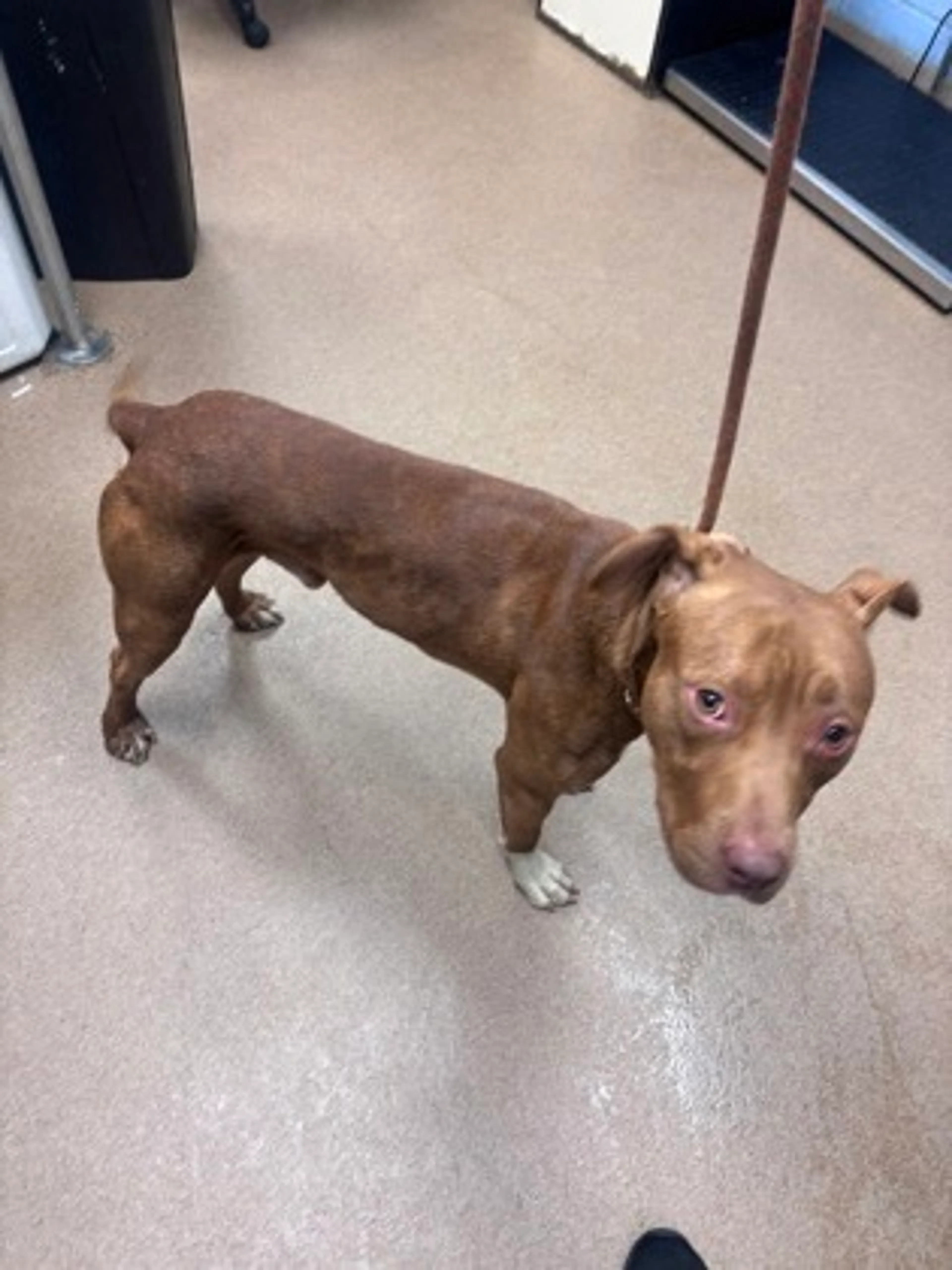 Found pet