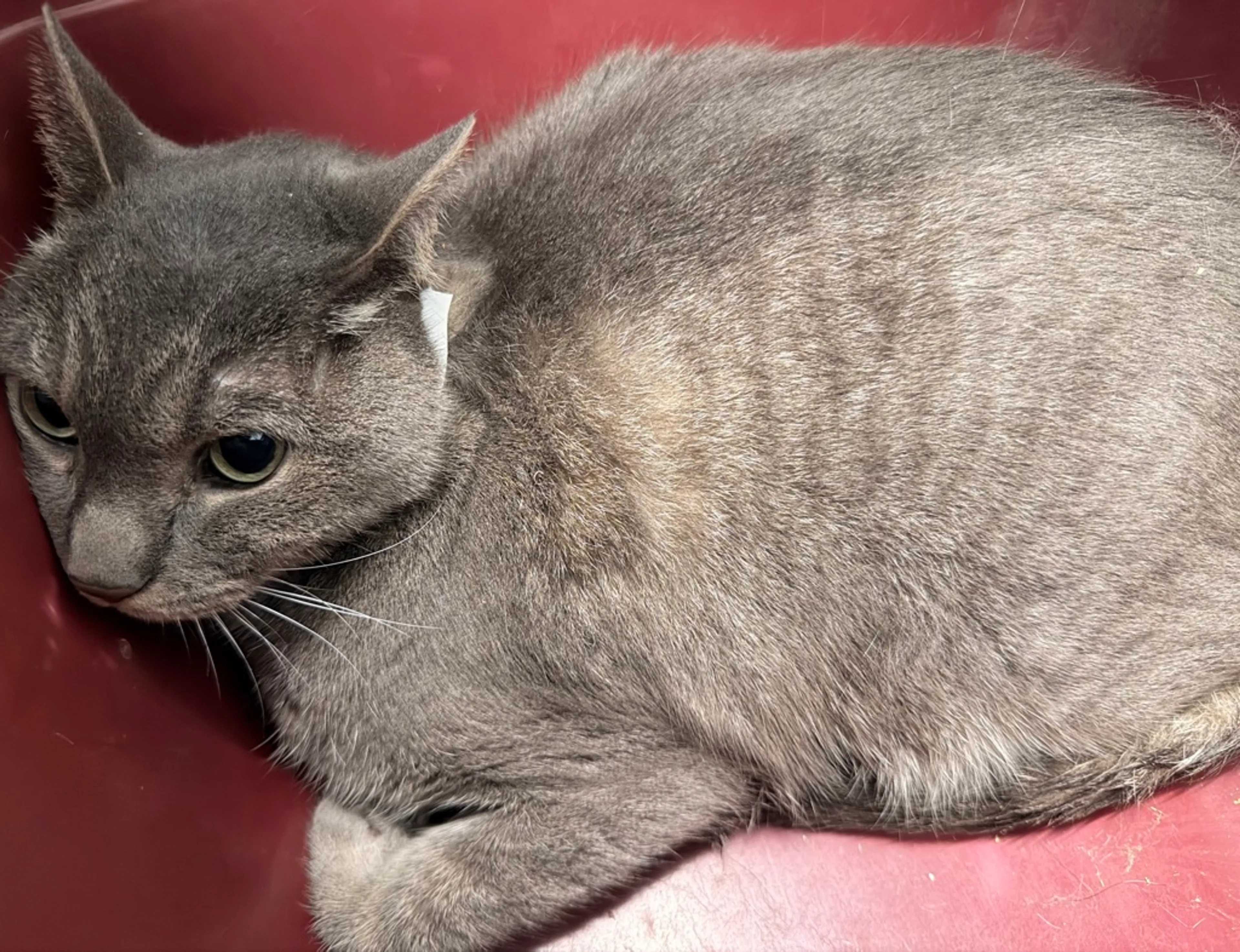 Found pet