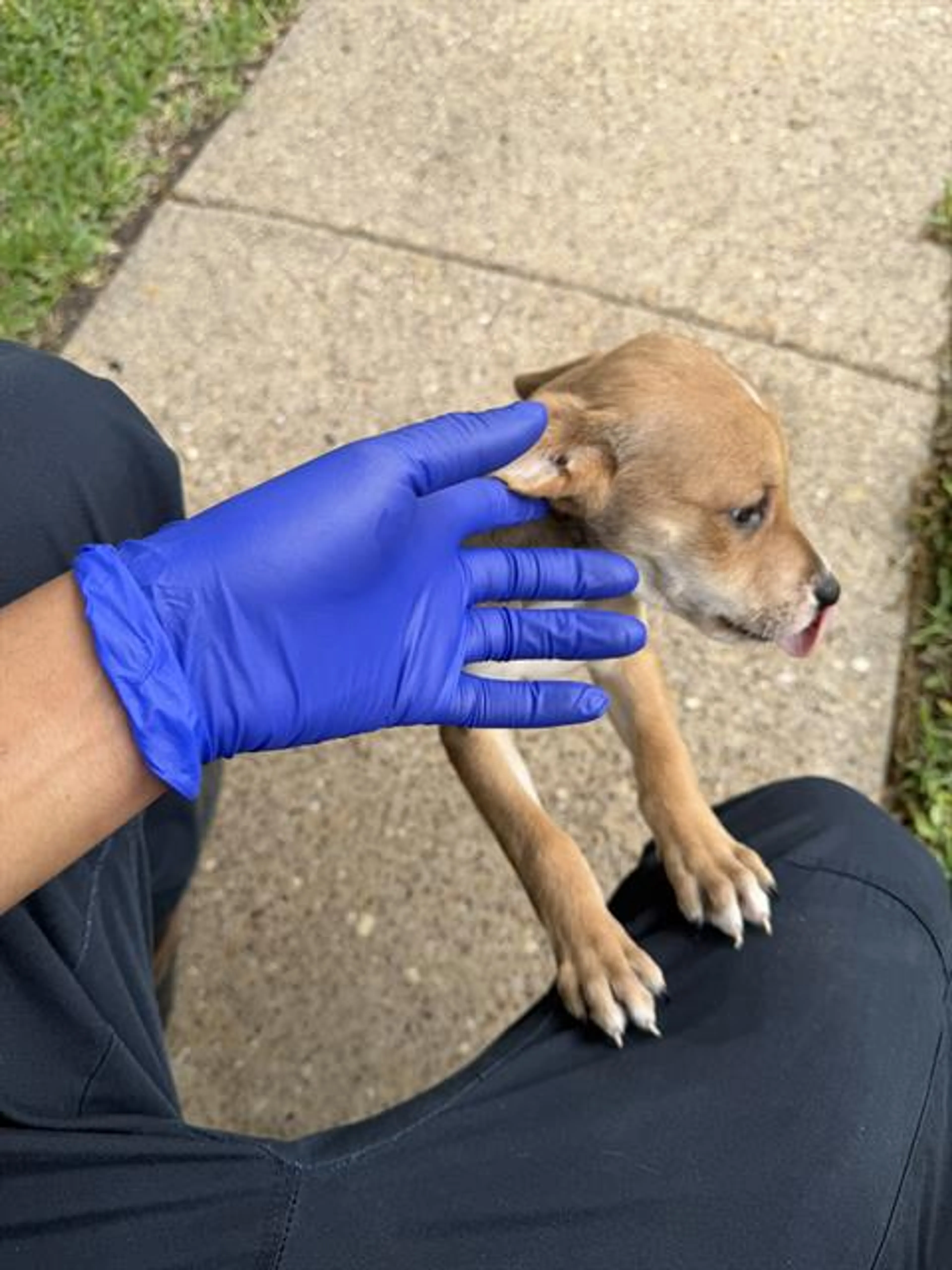 Found pet