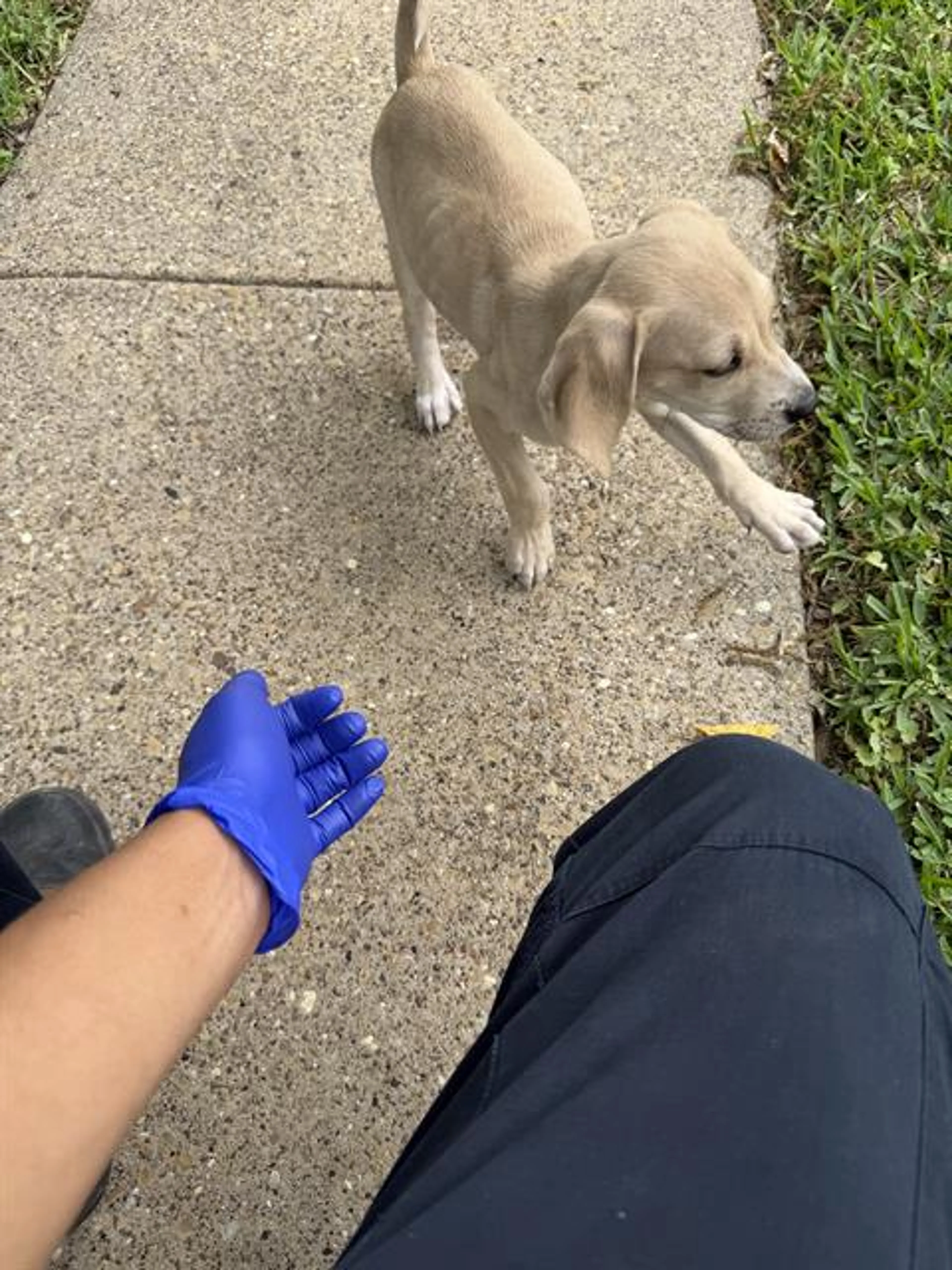Found pet
