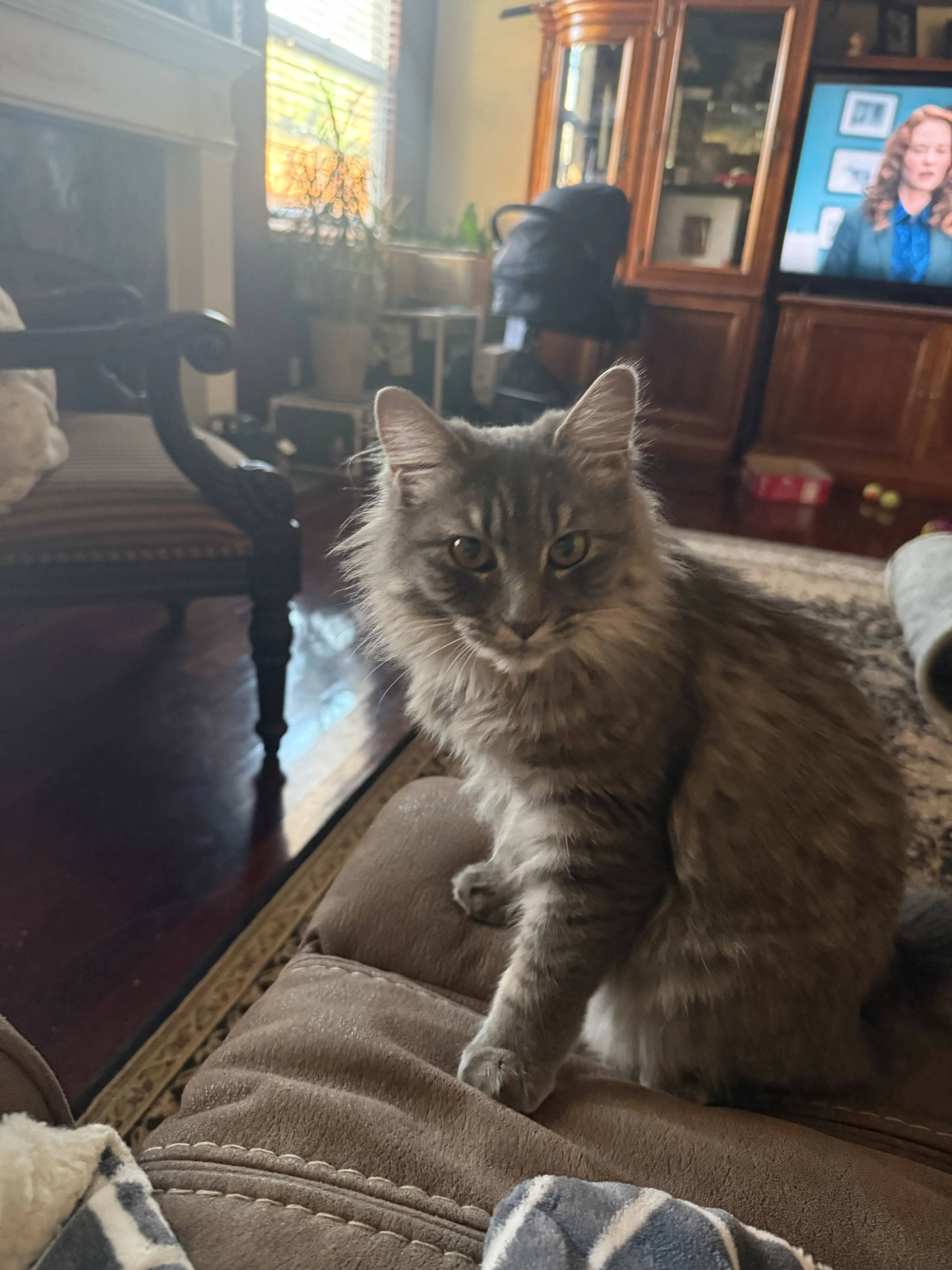 Lost pet