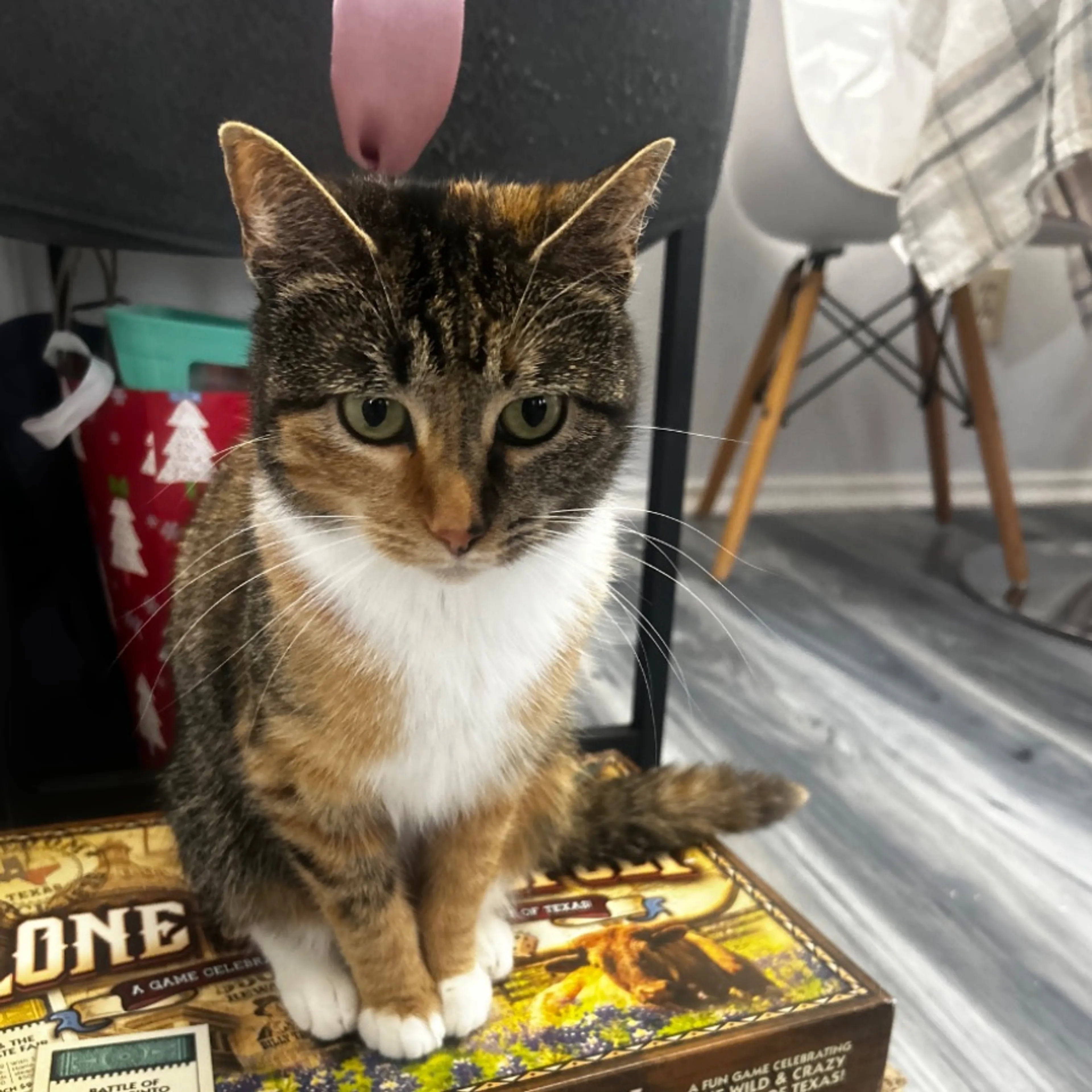 Lost pet
