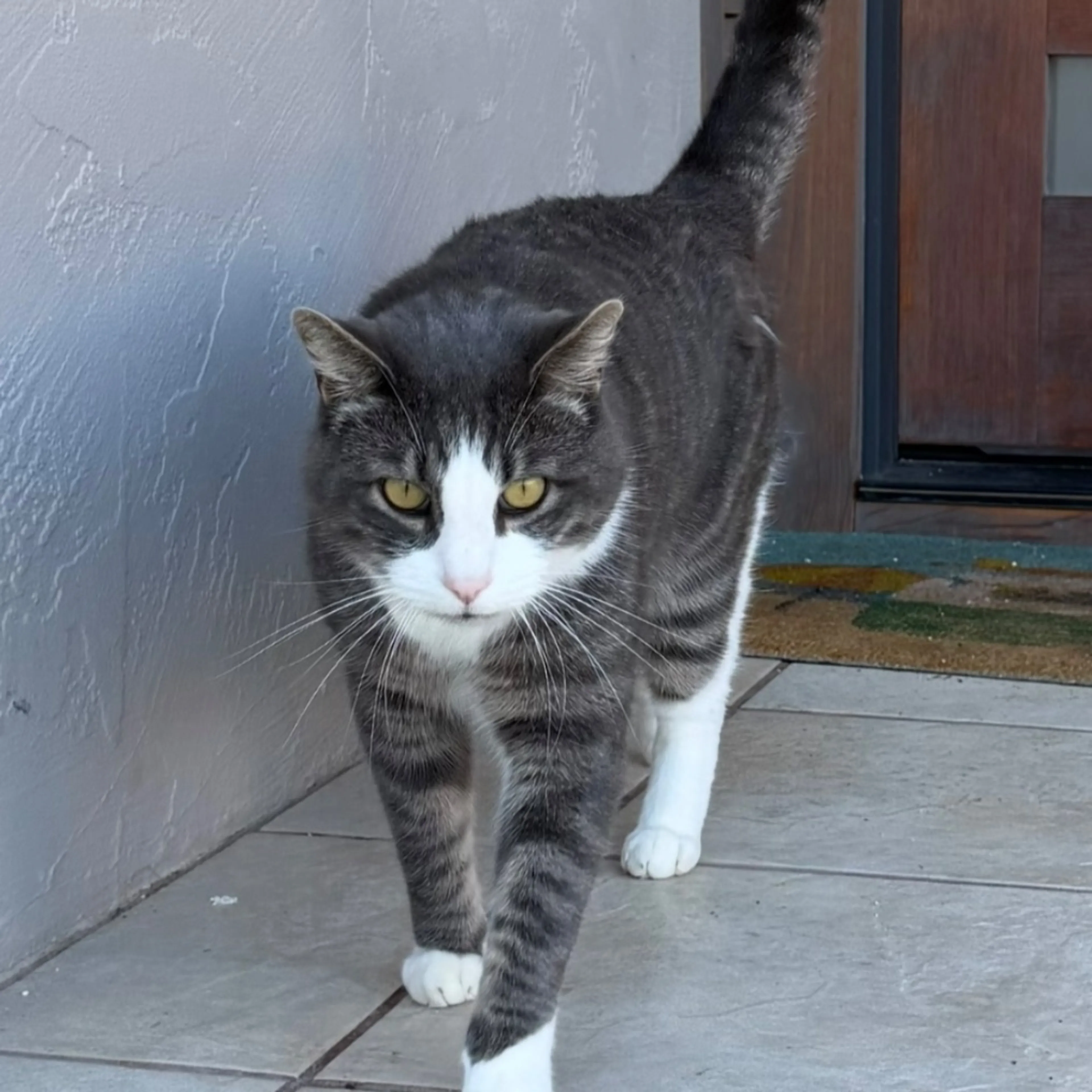 Lost pet