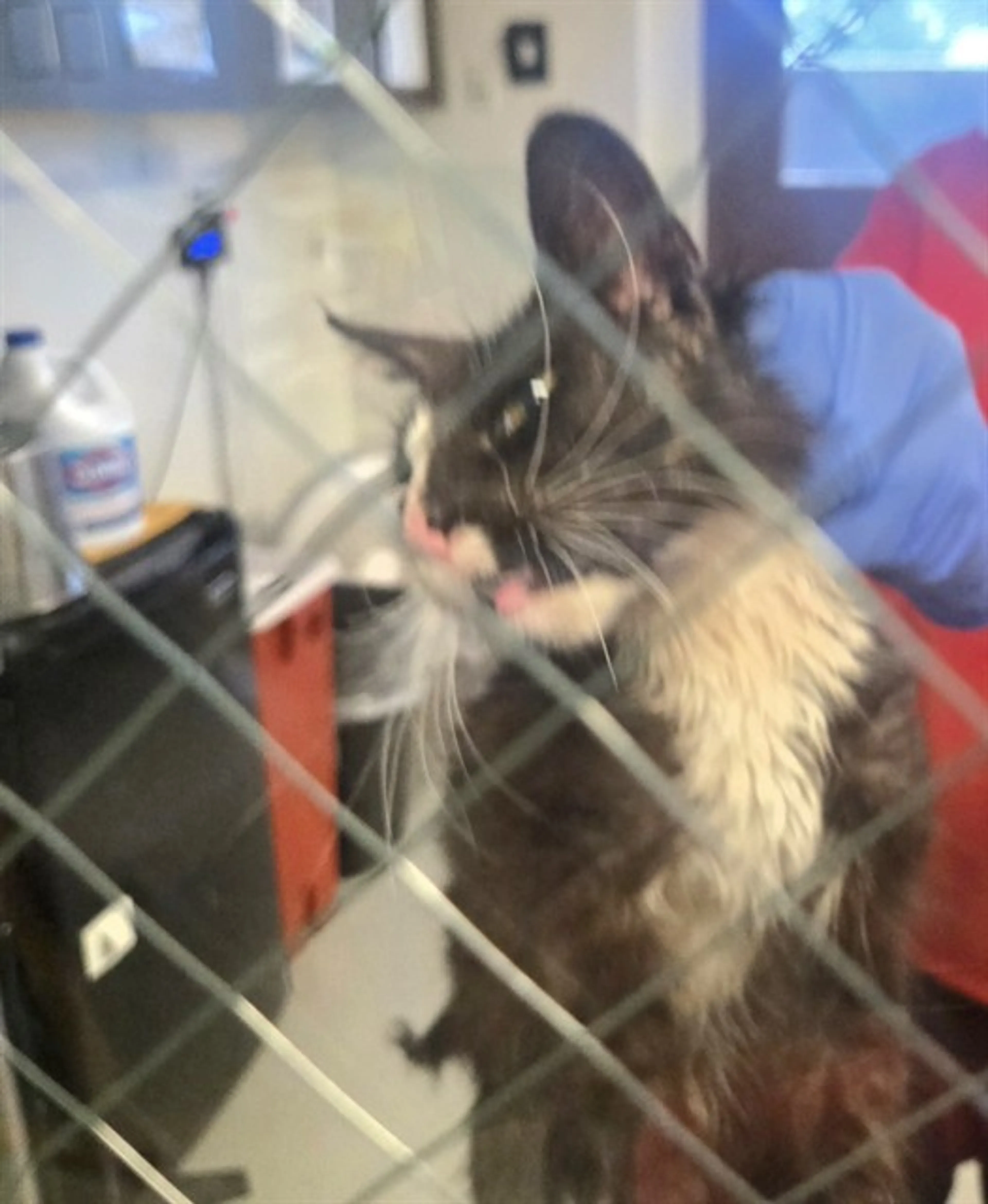 Found pet