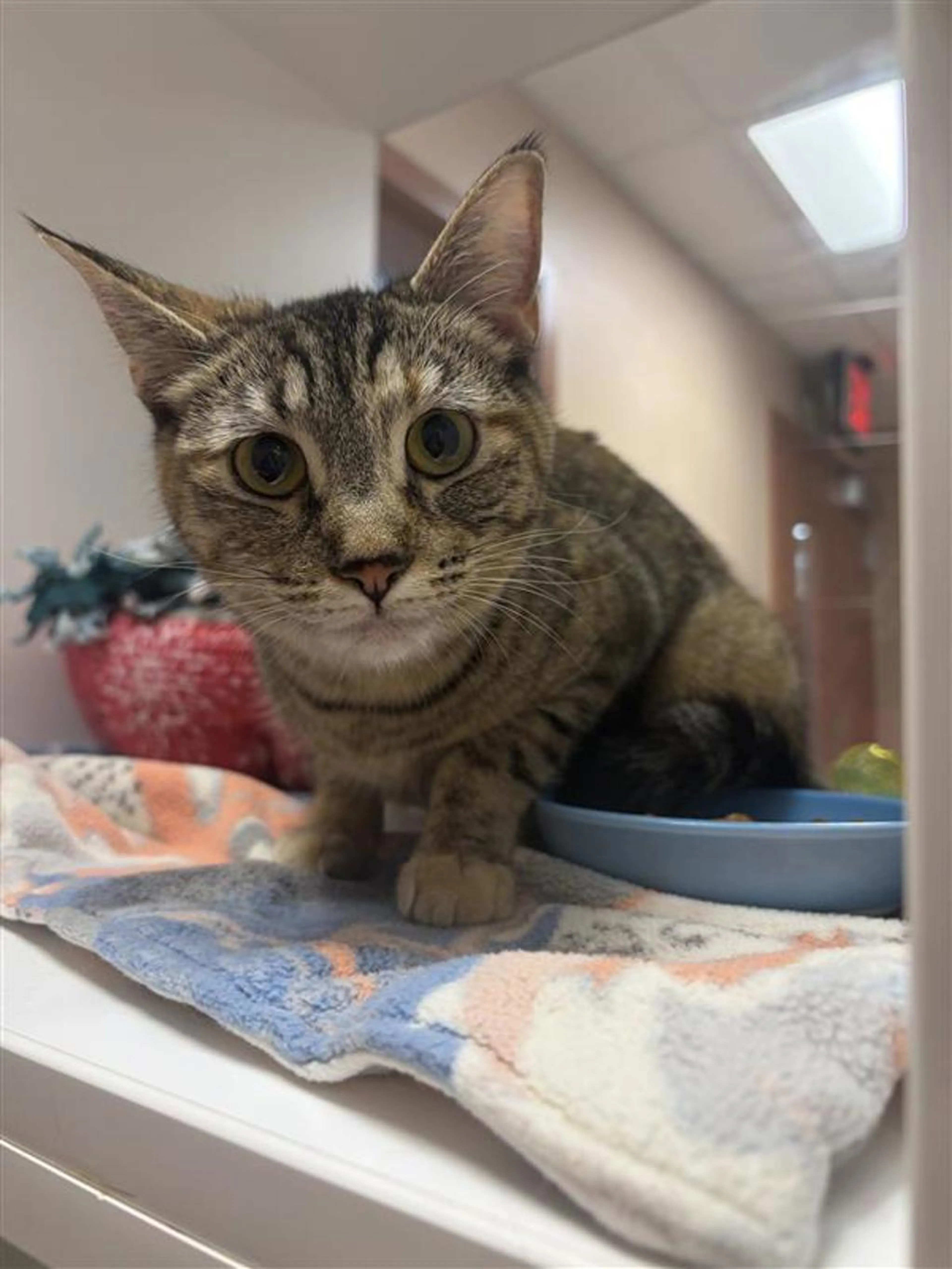 Found pet