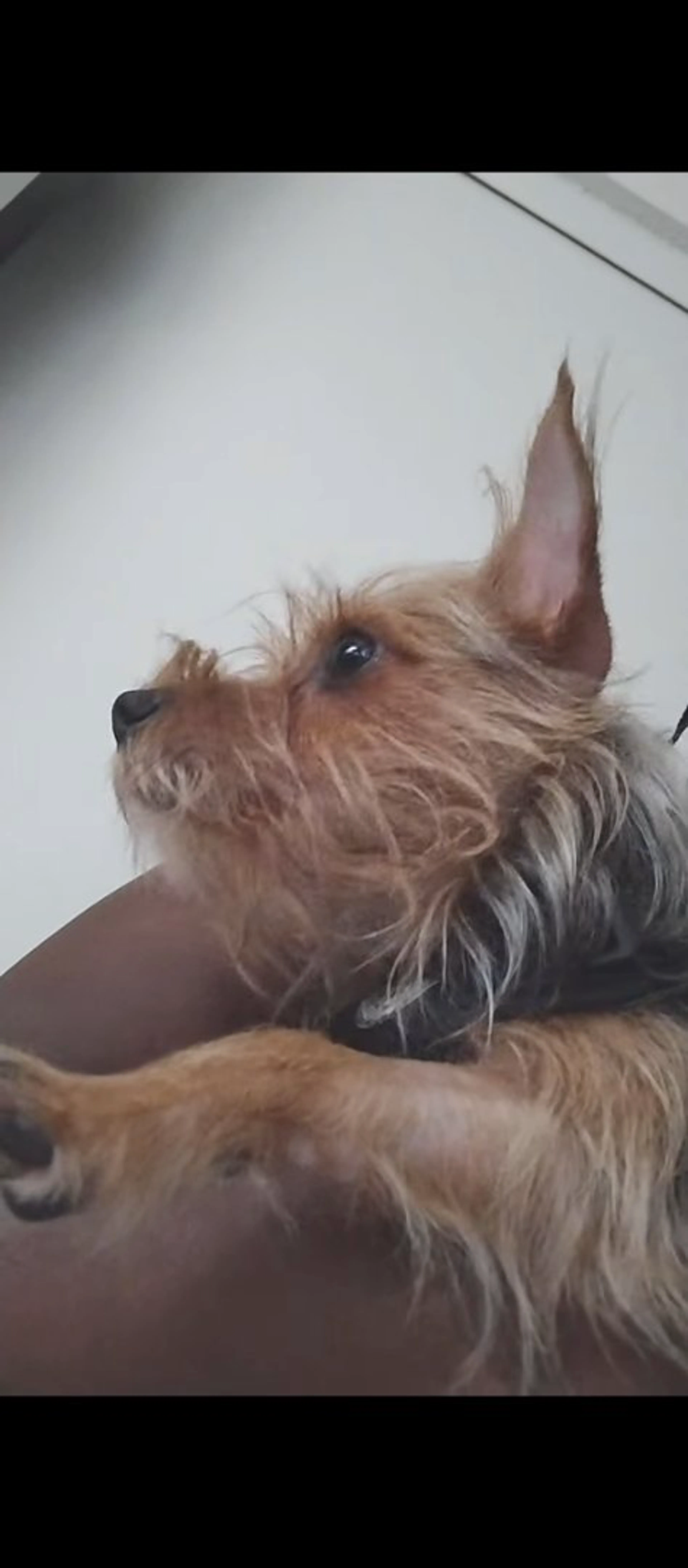 Lost pet-2