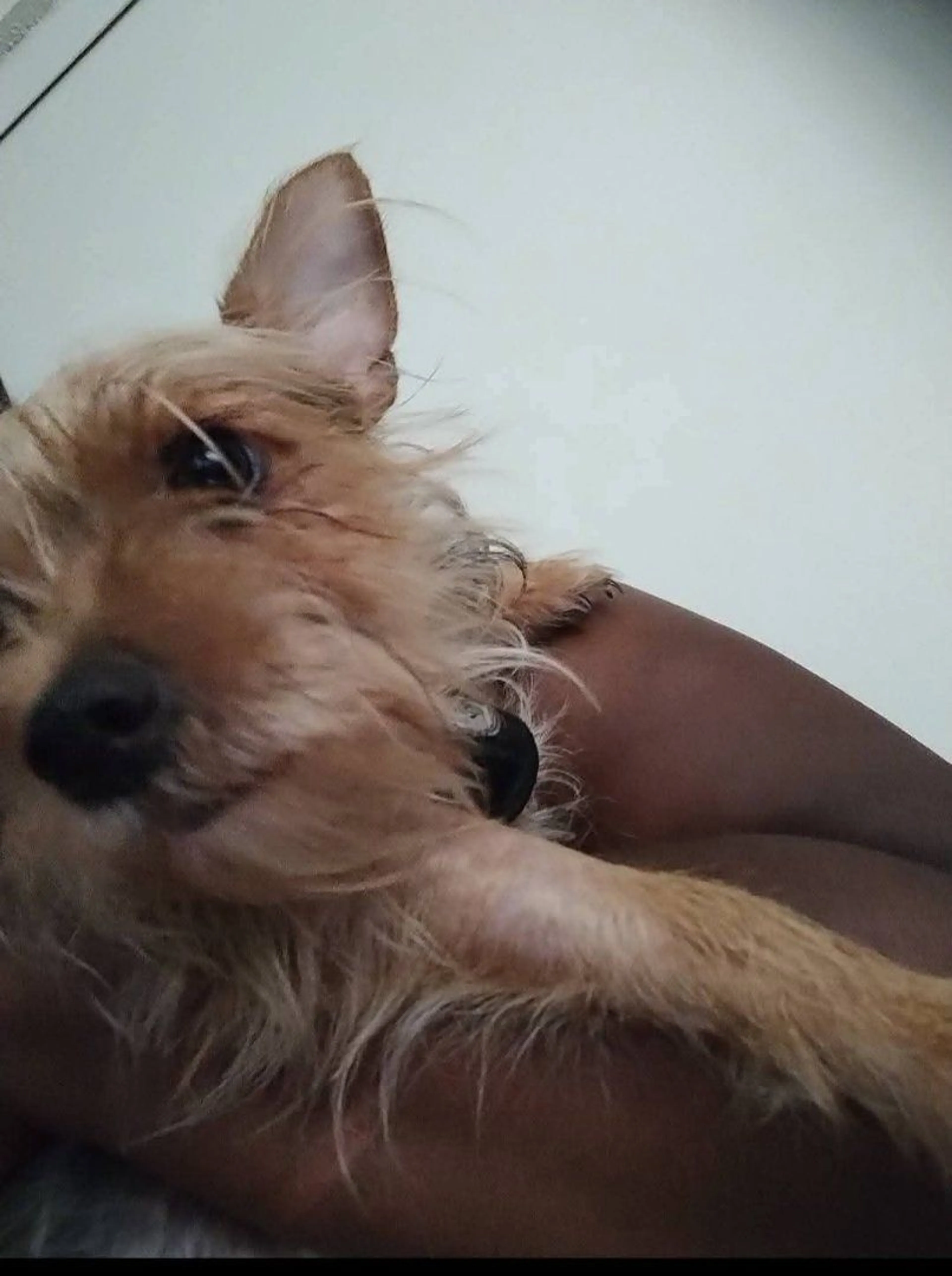 Lost pet-0