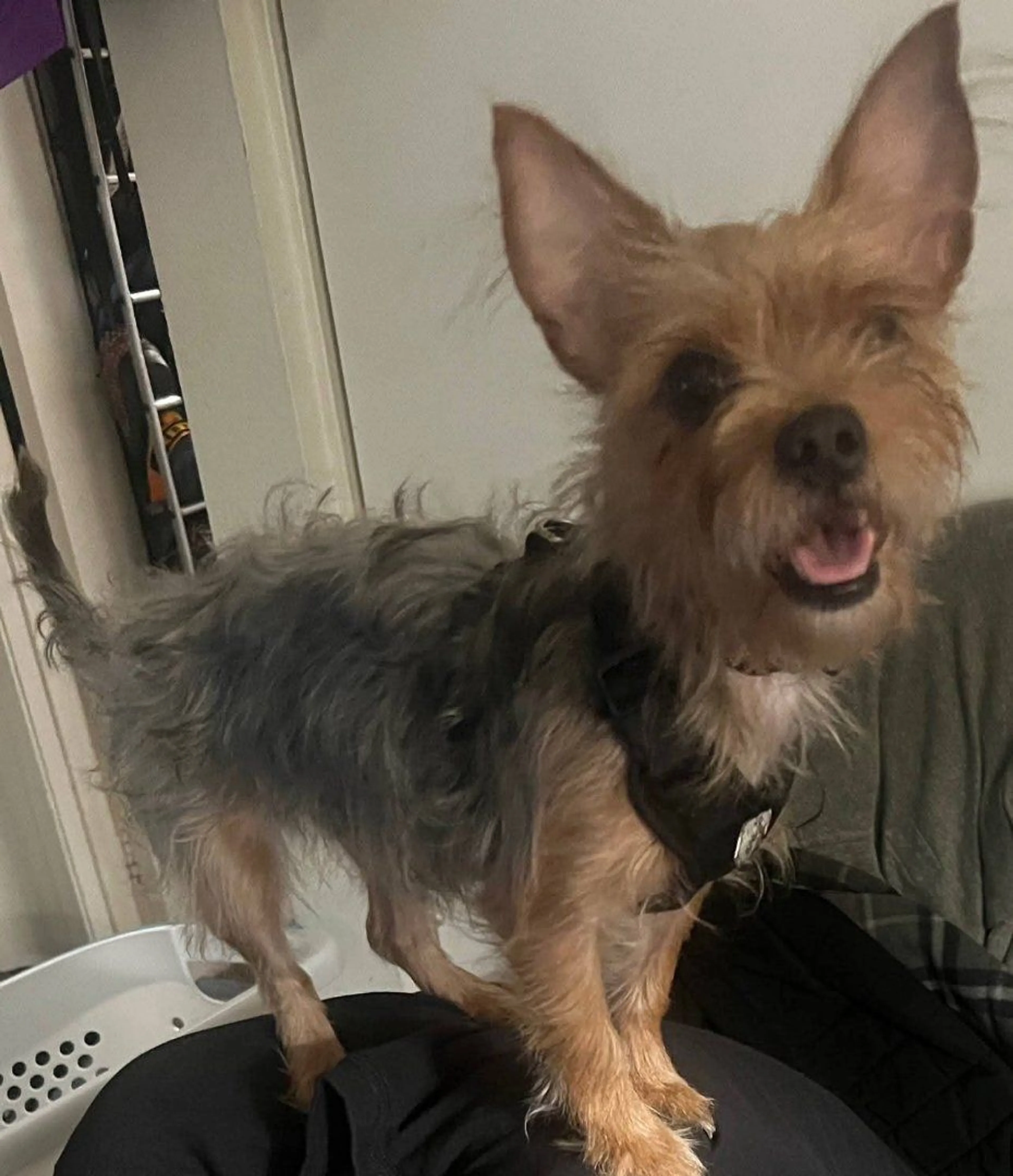 Lost pet-1