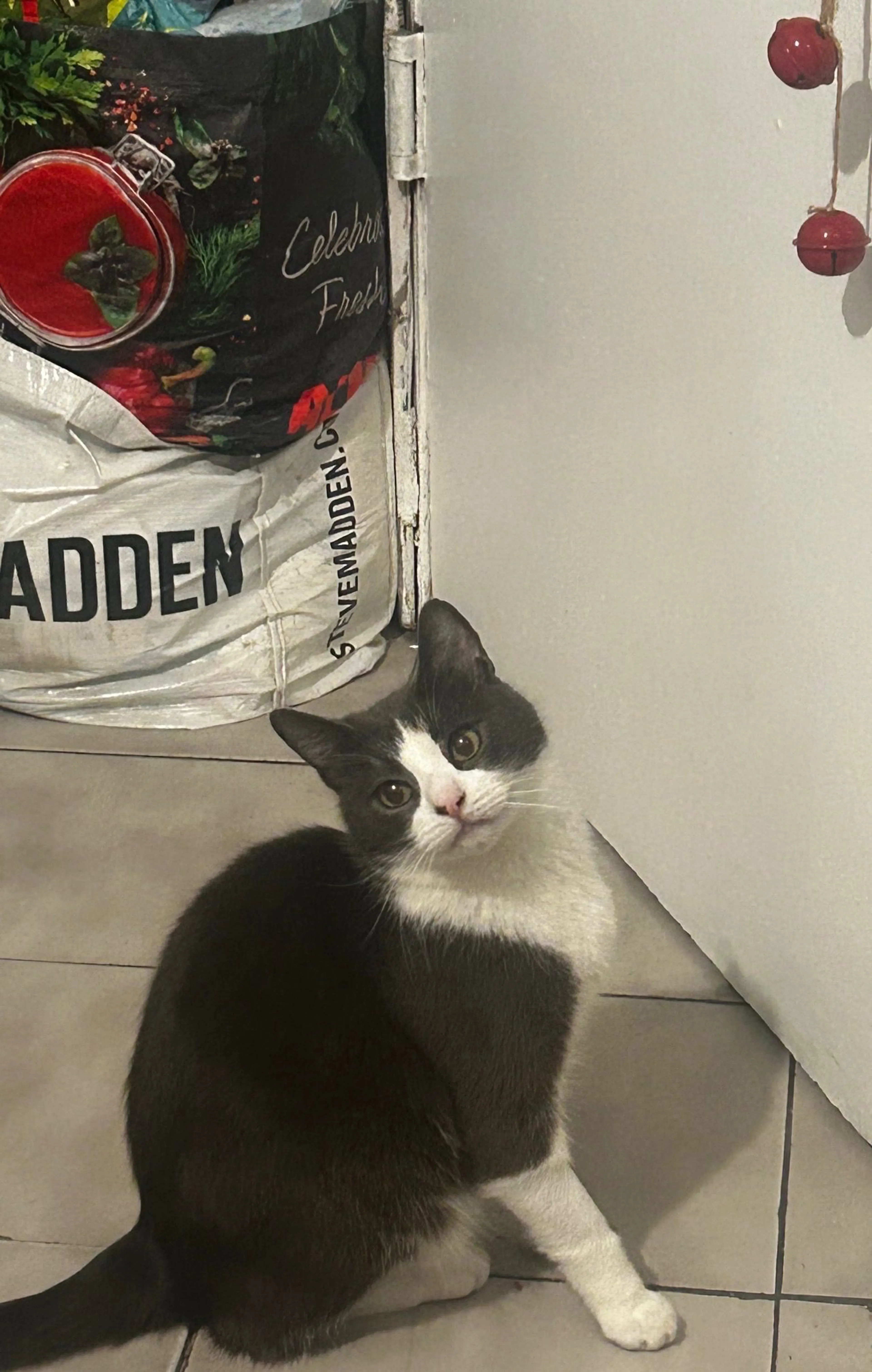 Lost pet-1