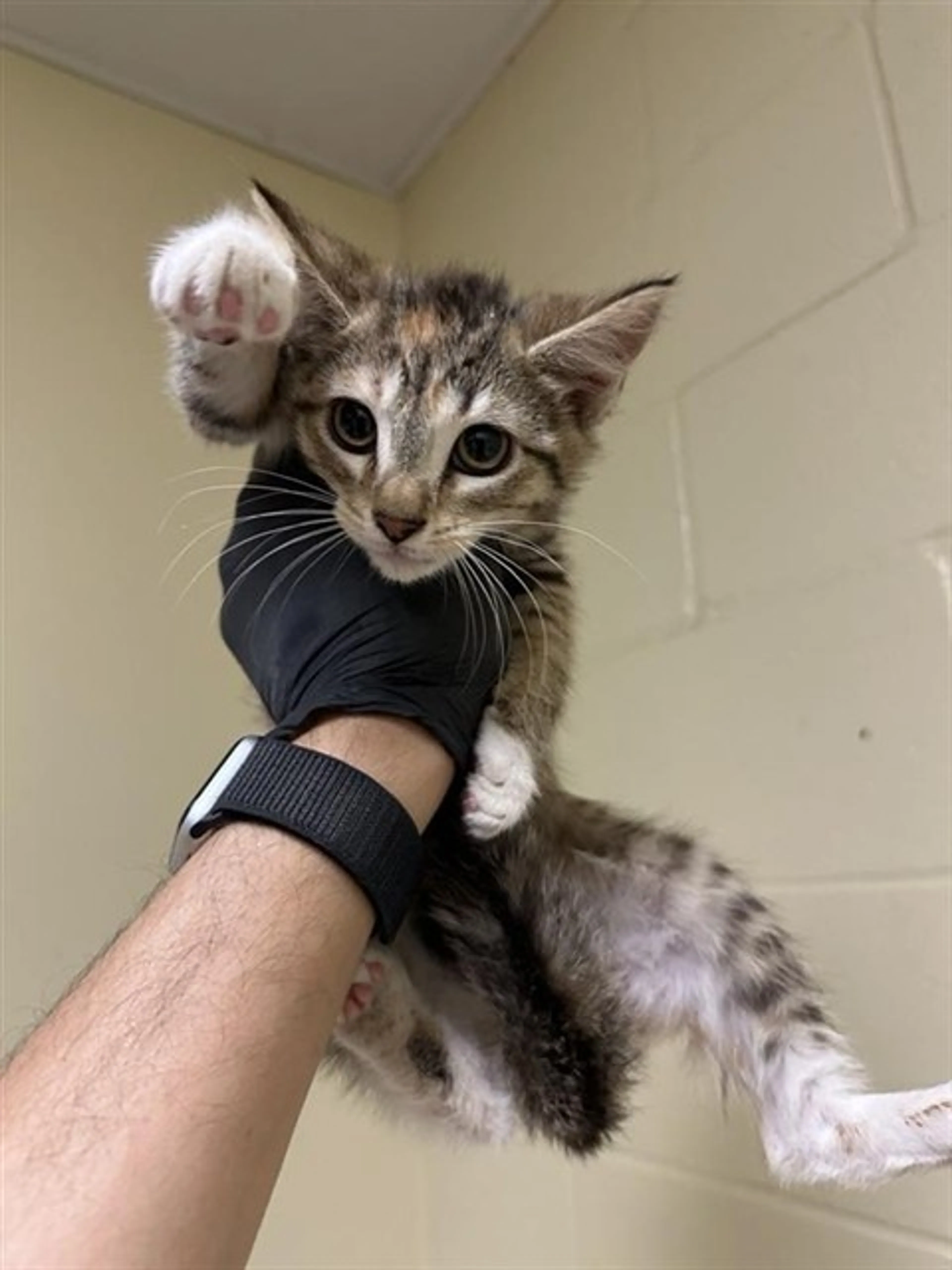 Found pet
