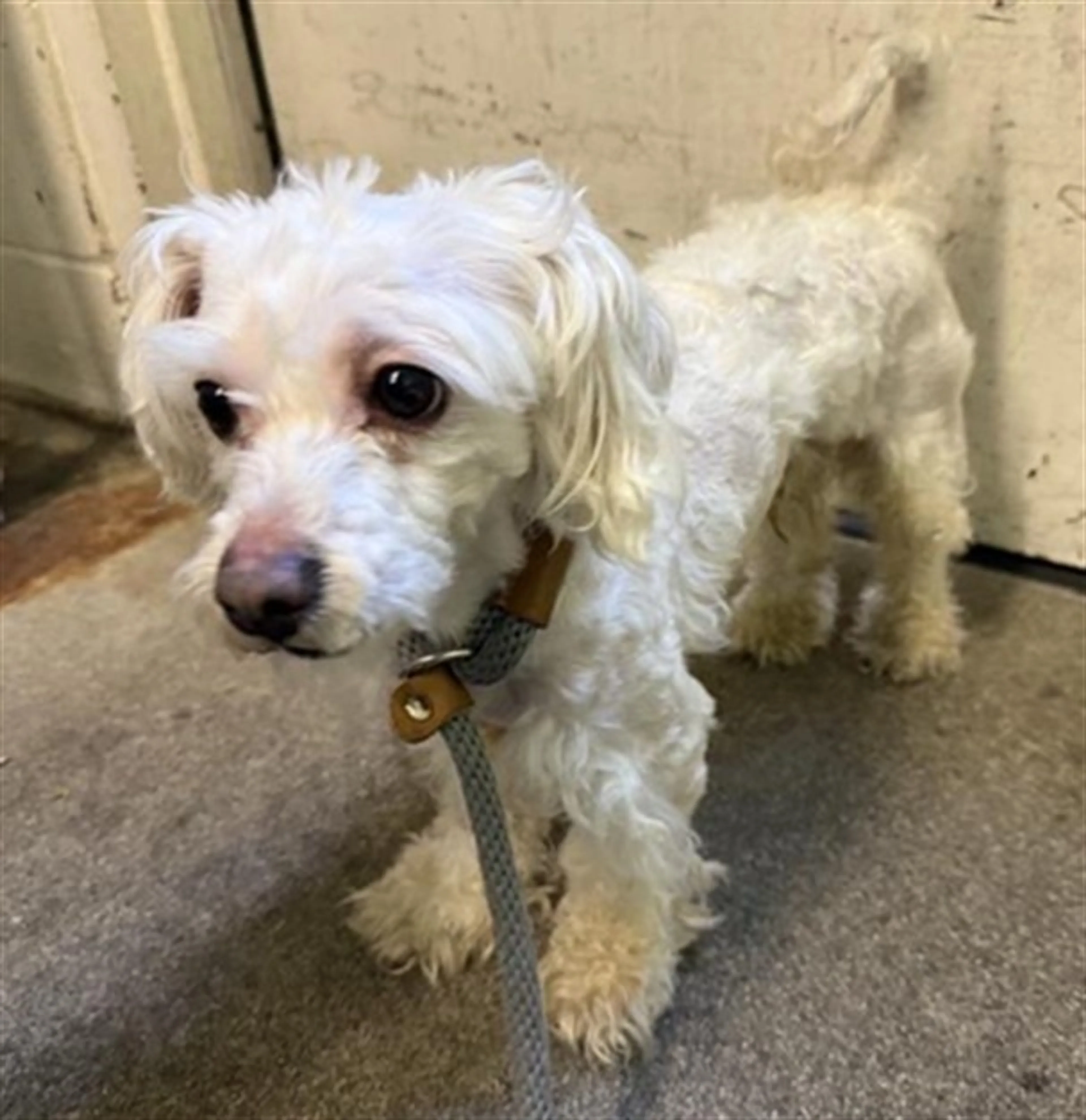 Found pet