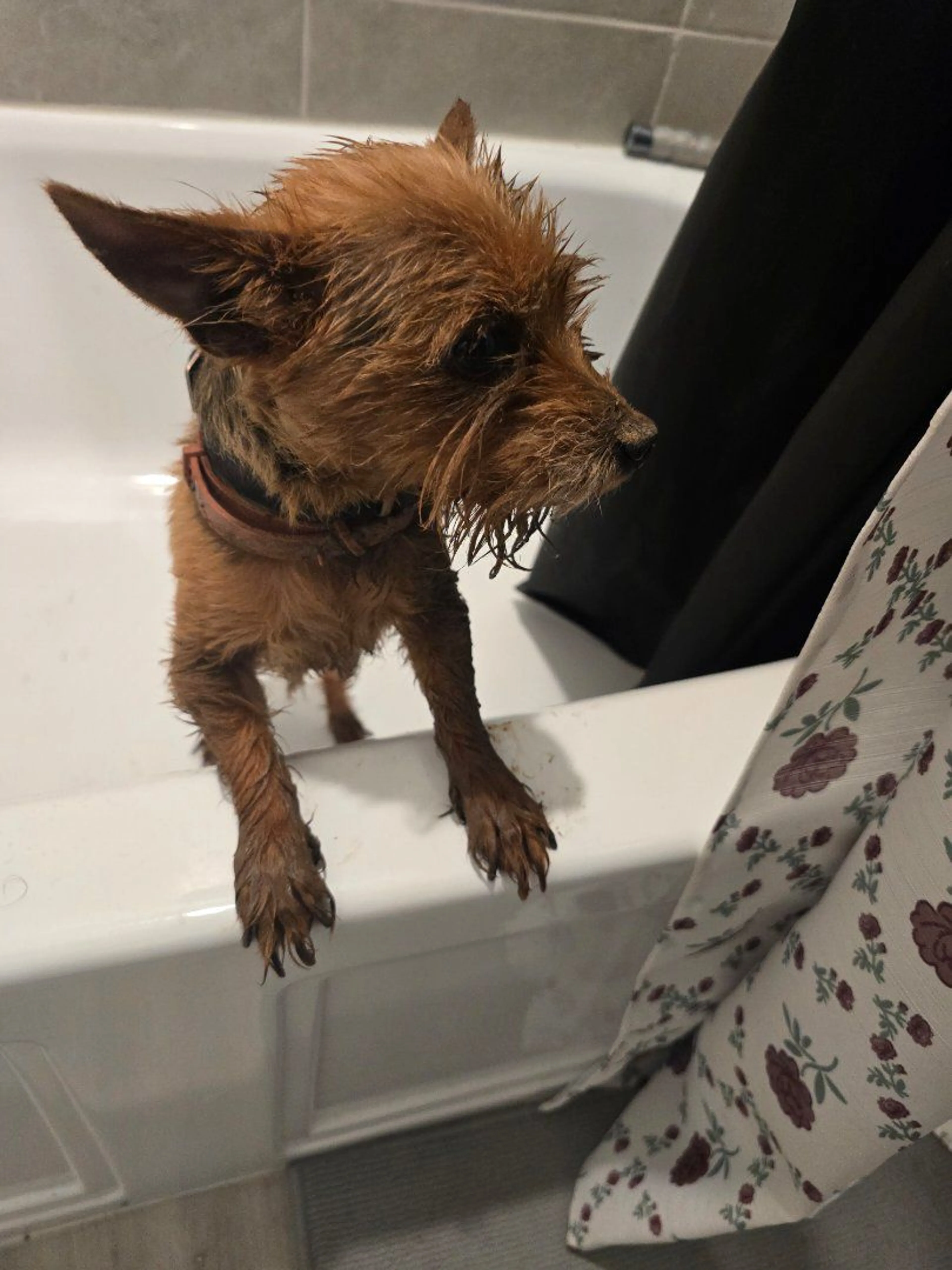 Lost pet-1