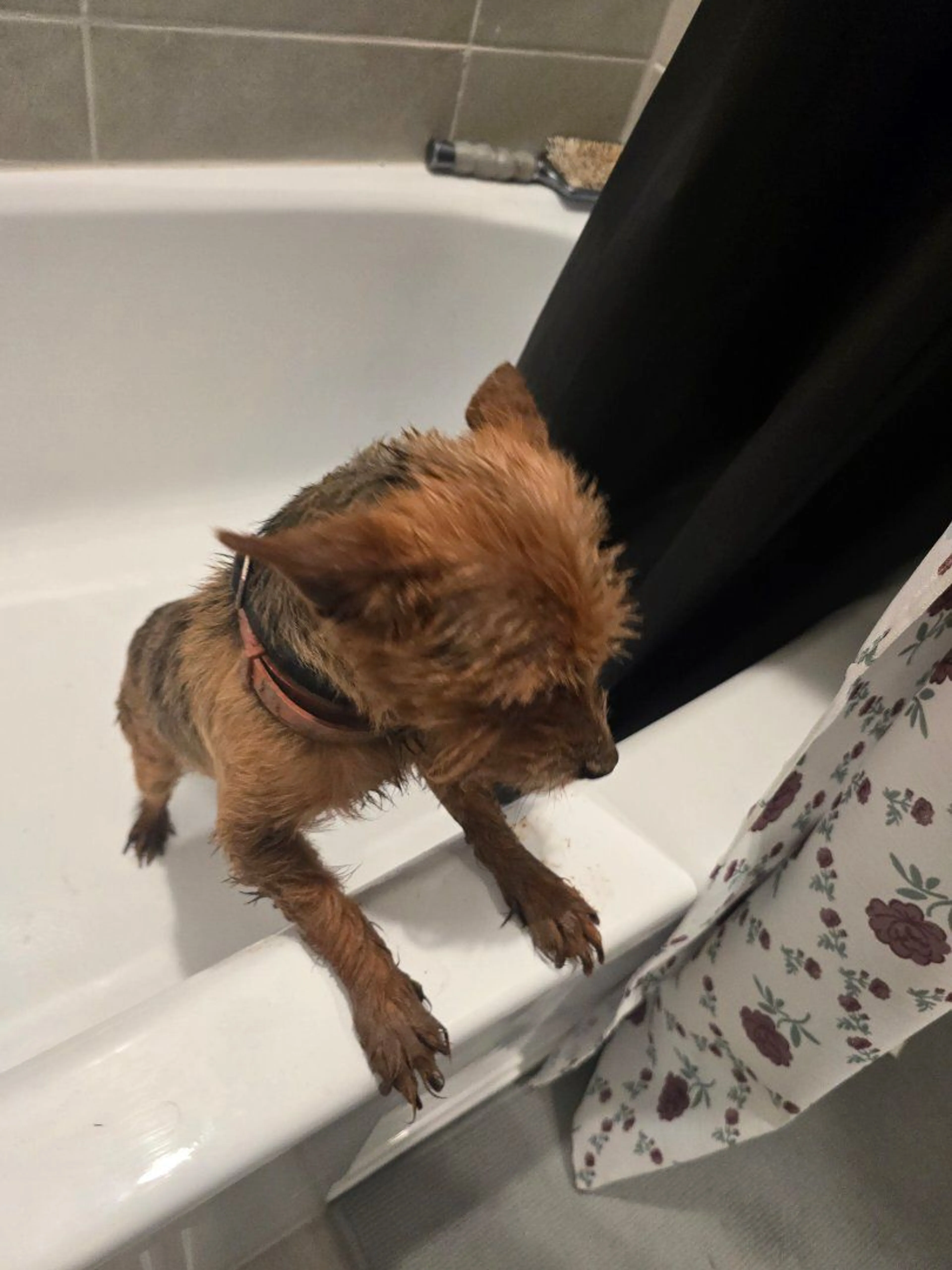 Lost pet-0
