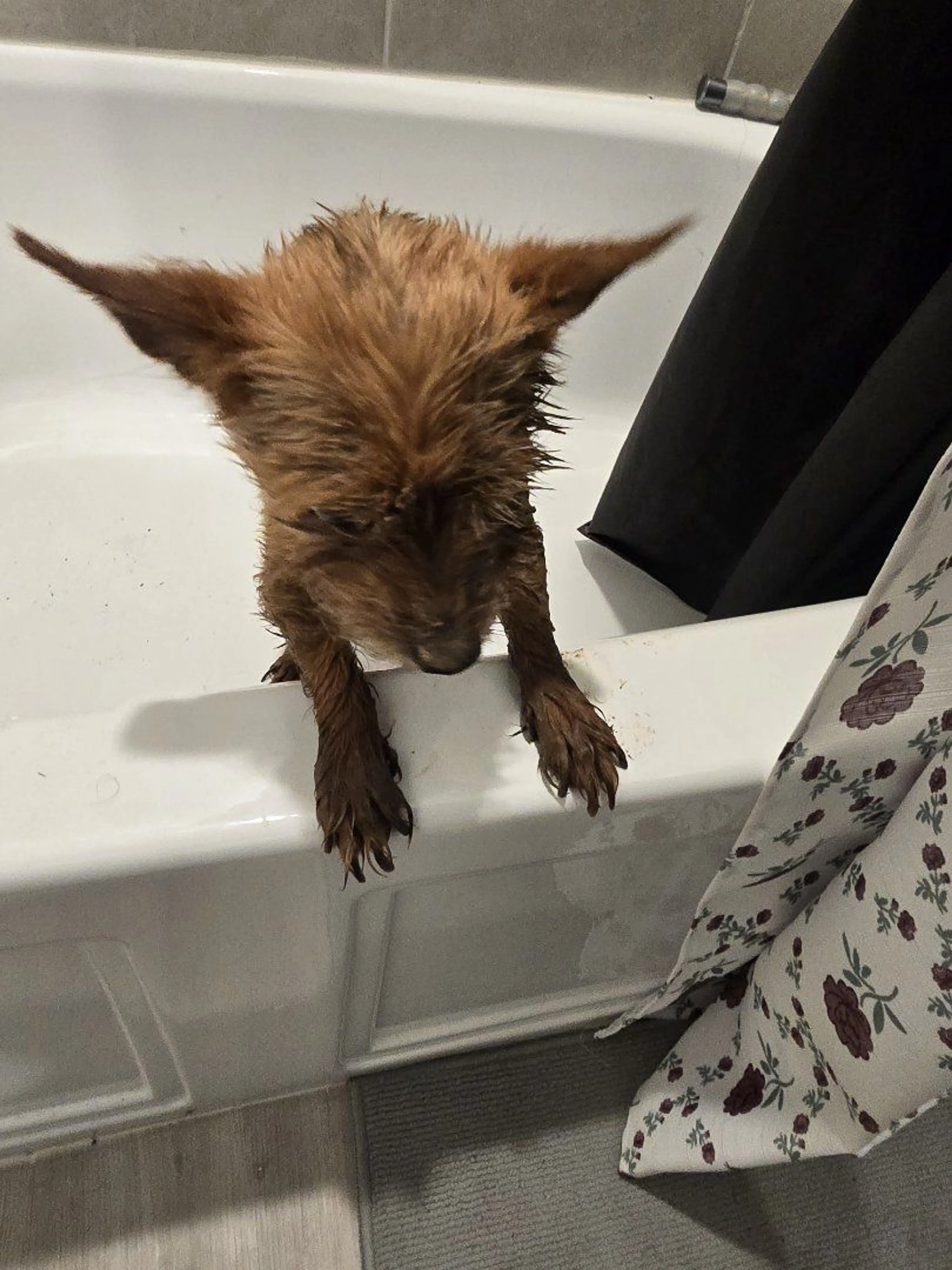 Lost pet-2