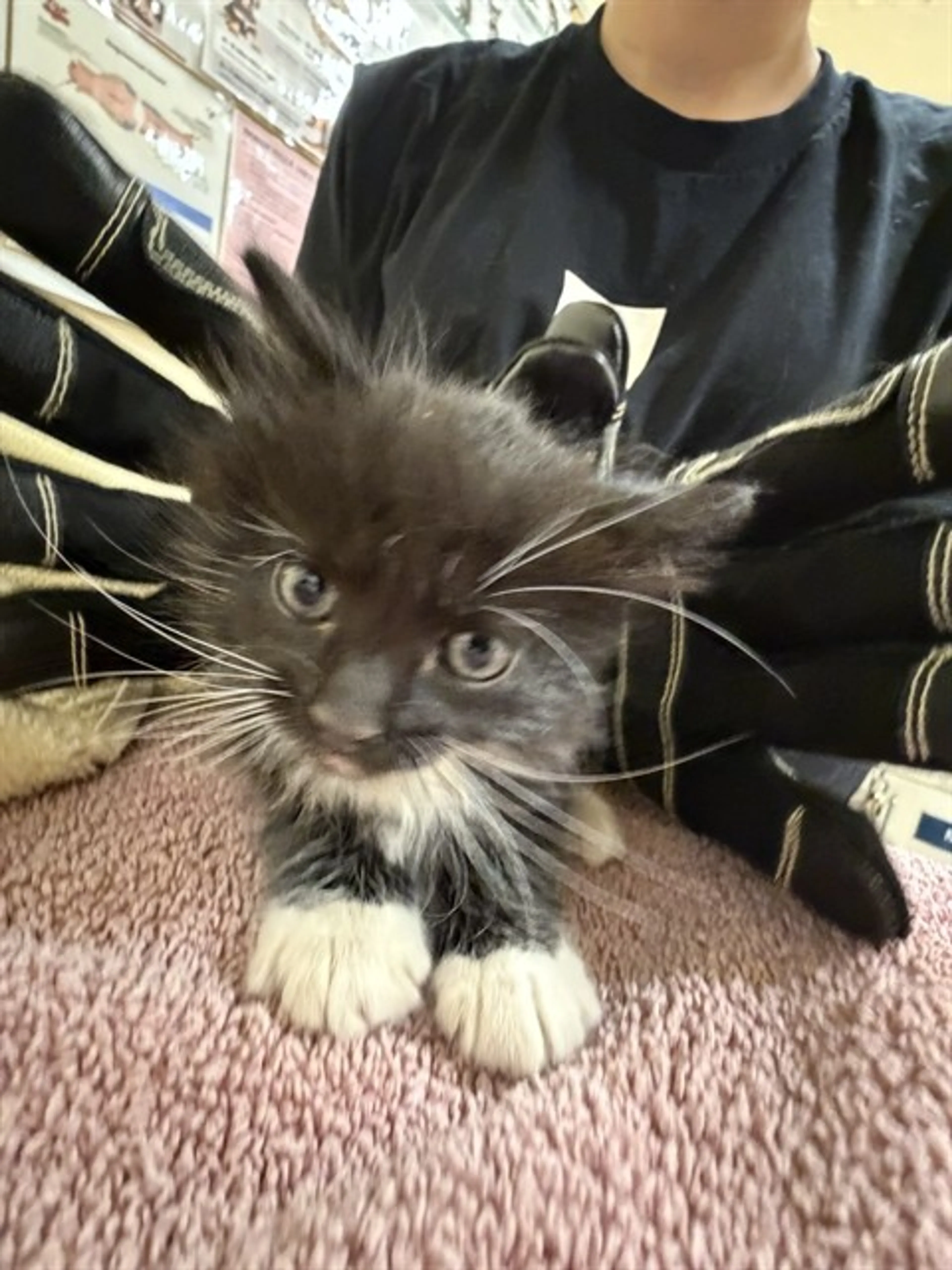Found pet