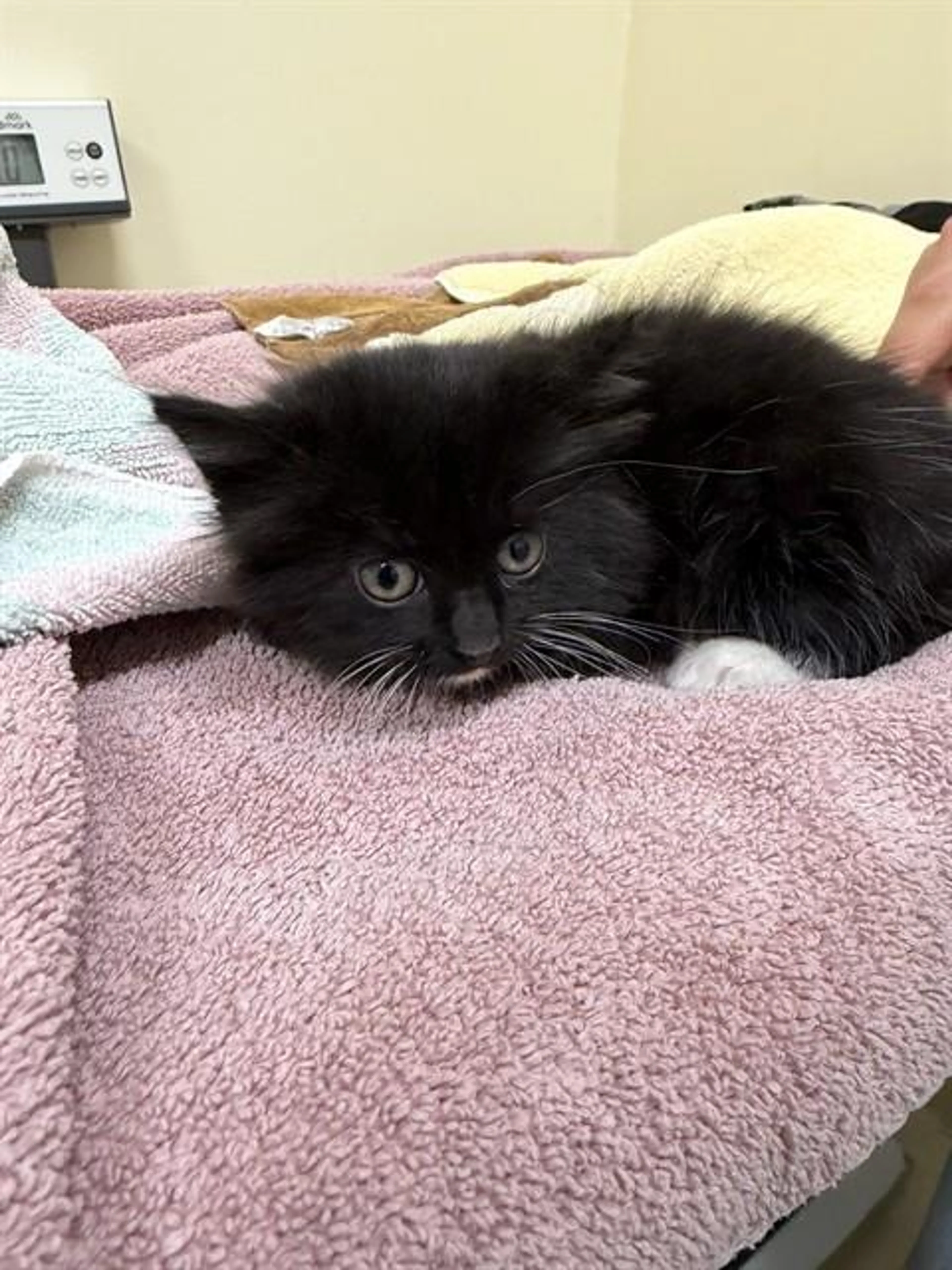 Found pet