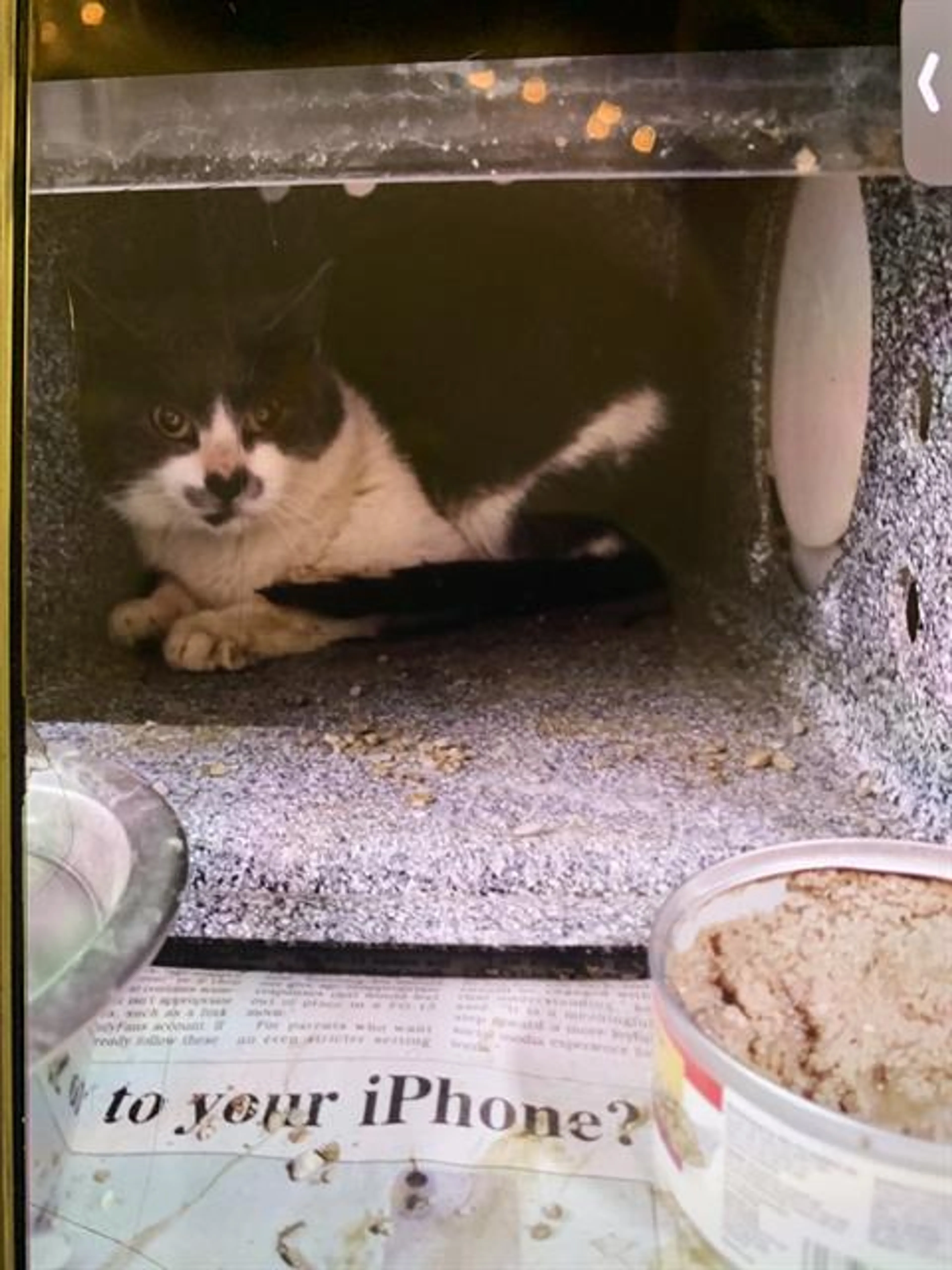 Found pet