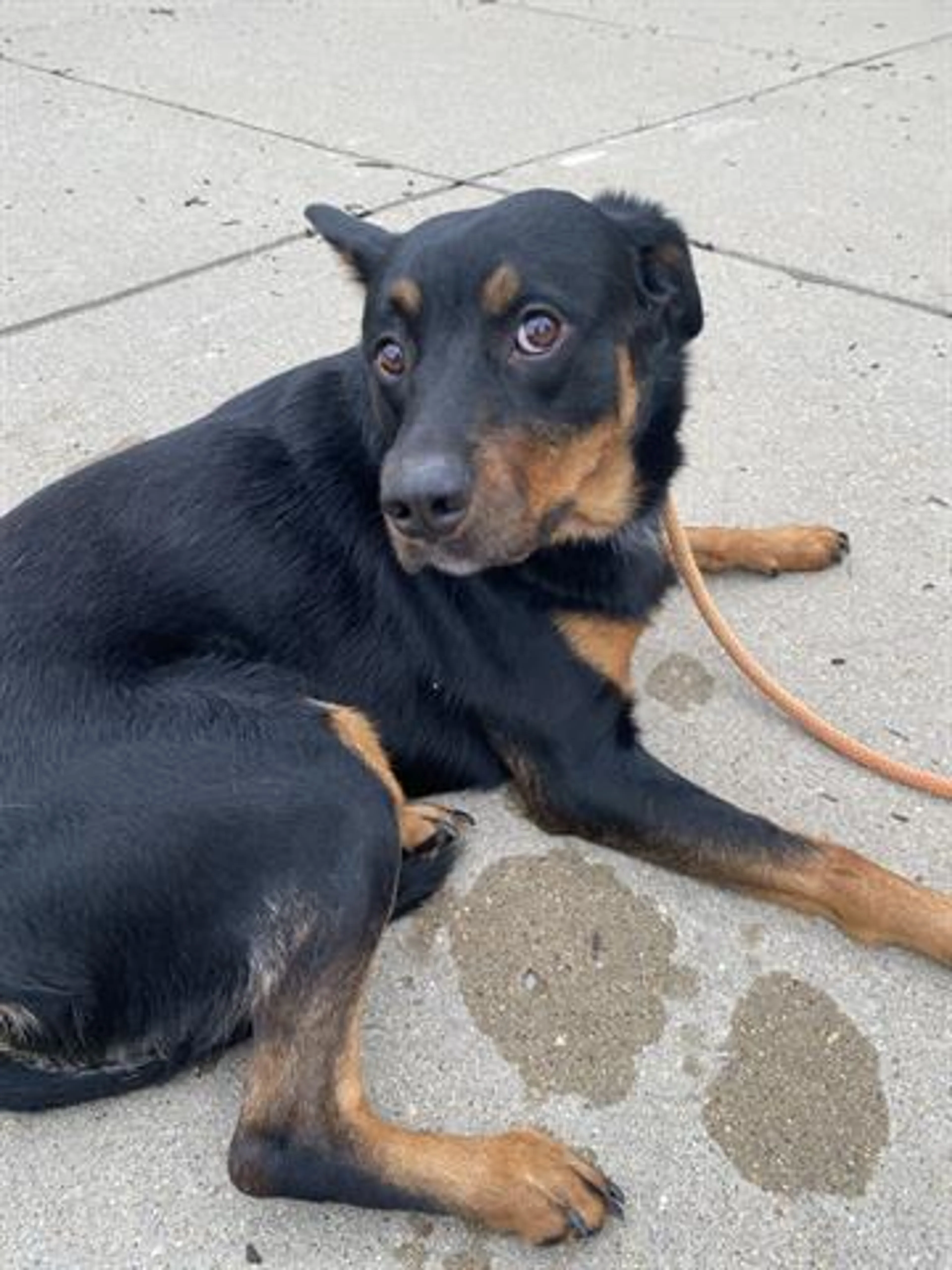 Found pet