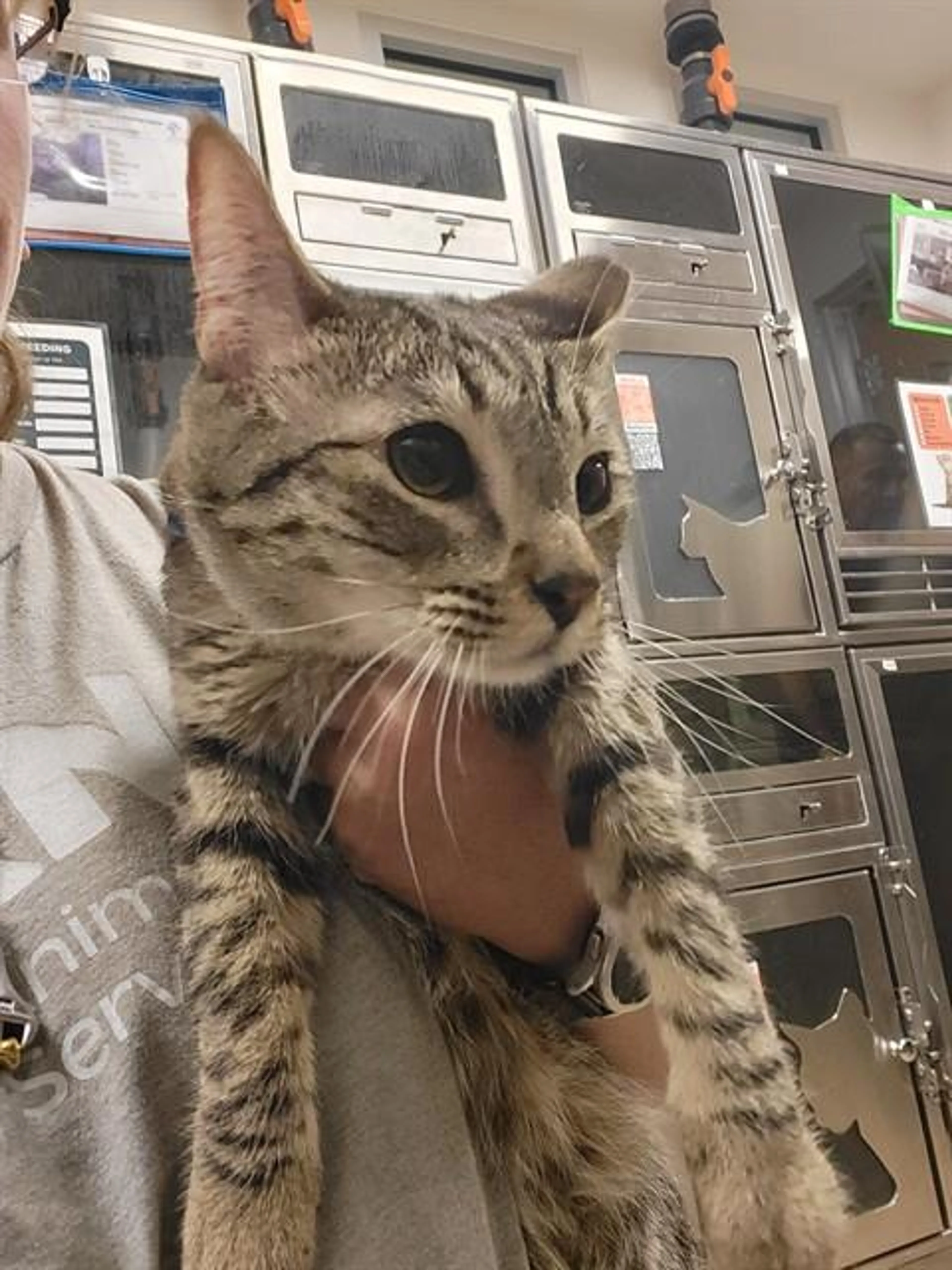 Found pet