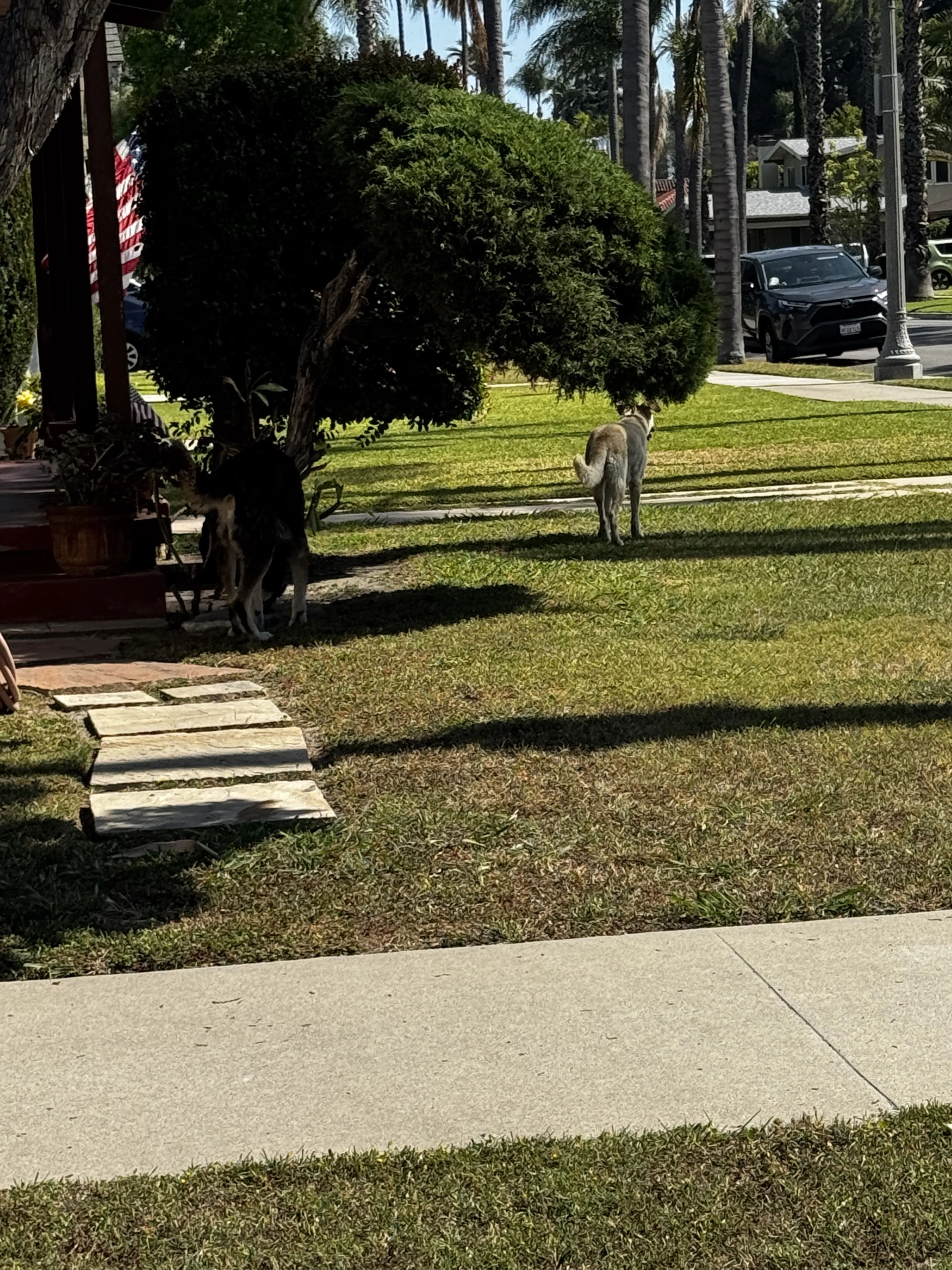 Lost pet