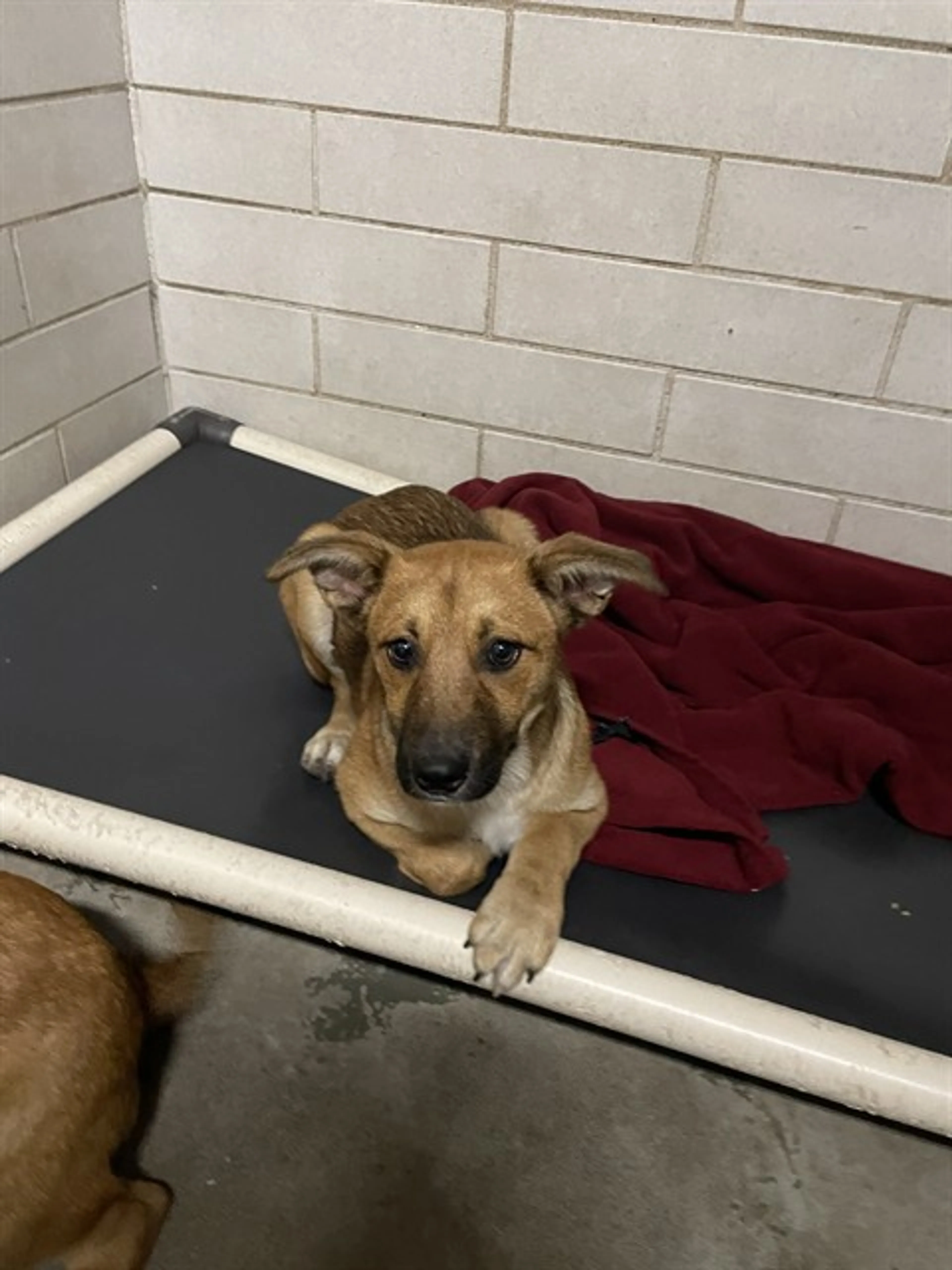 Found pet