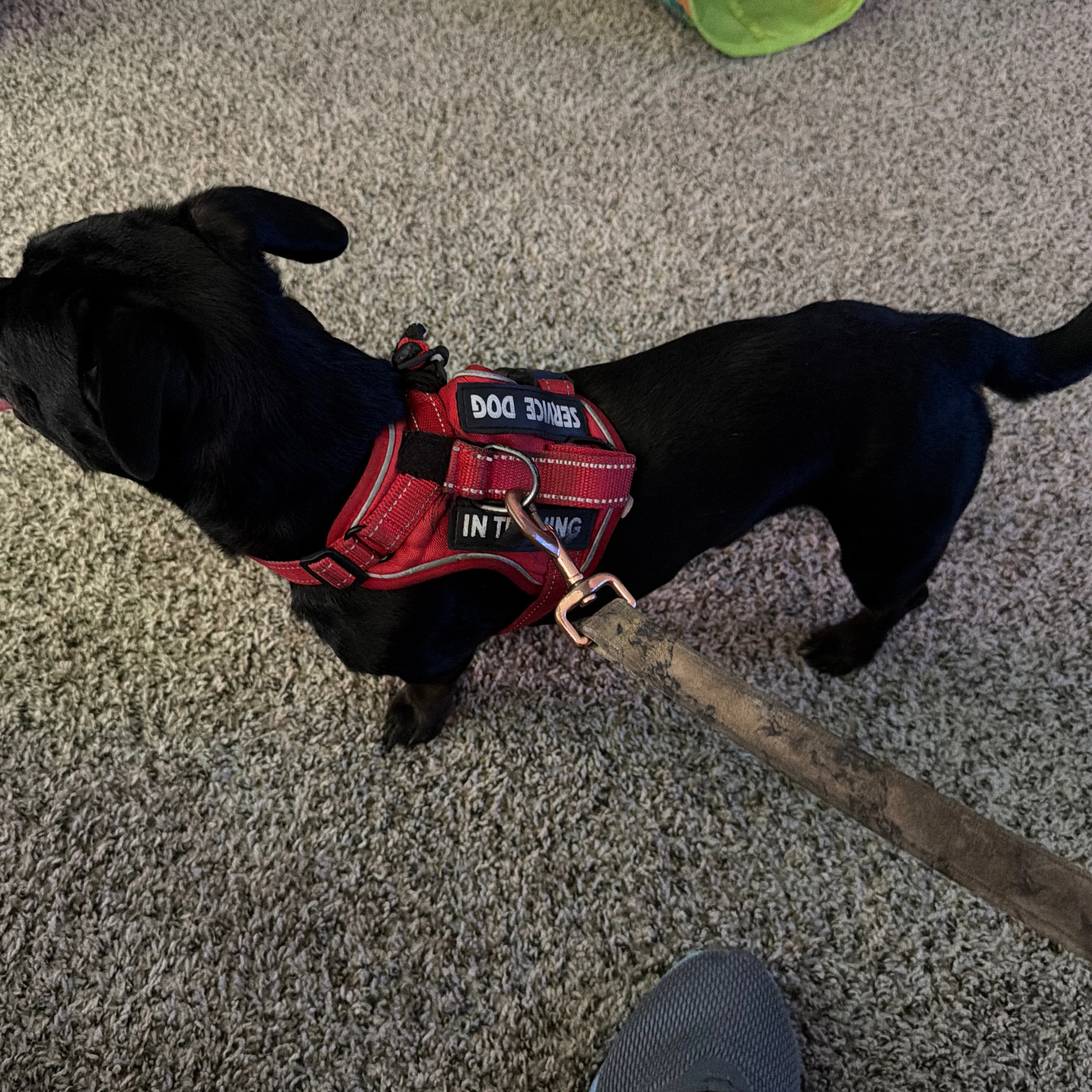 Lost pet-1