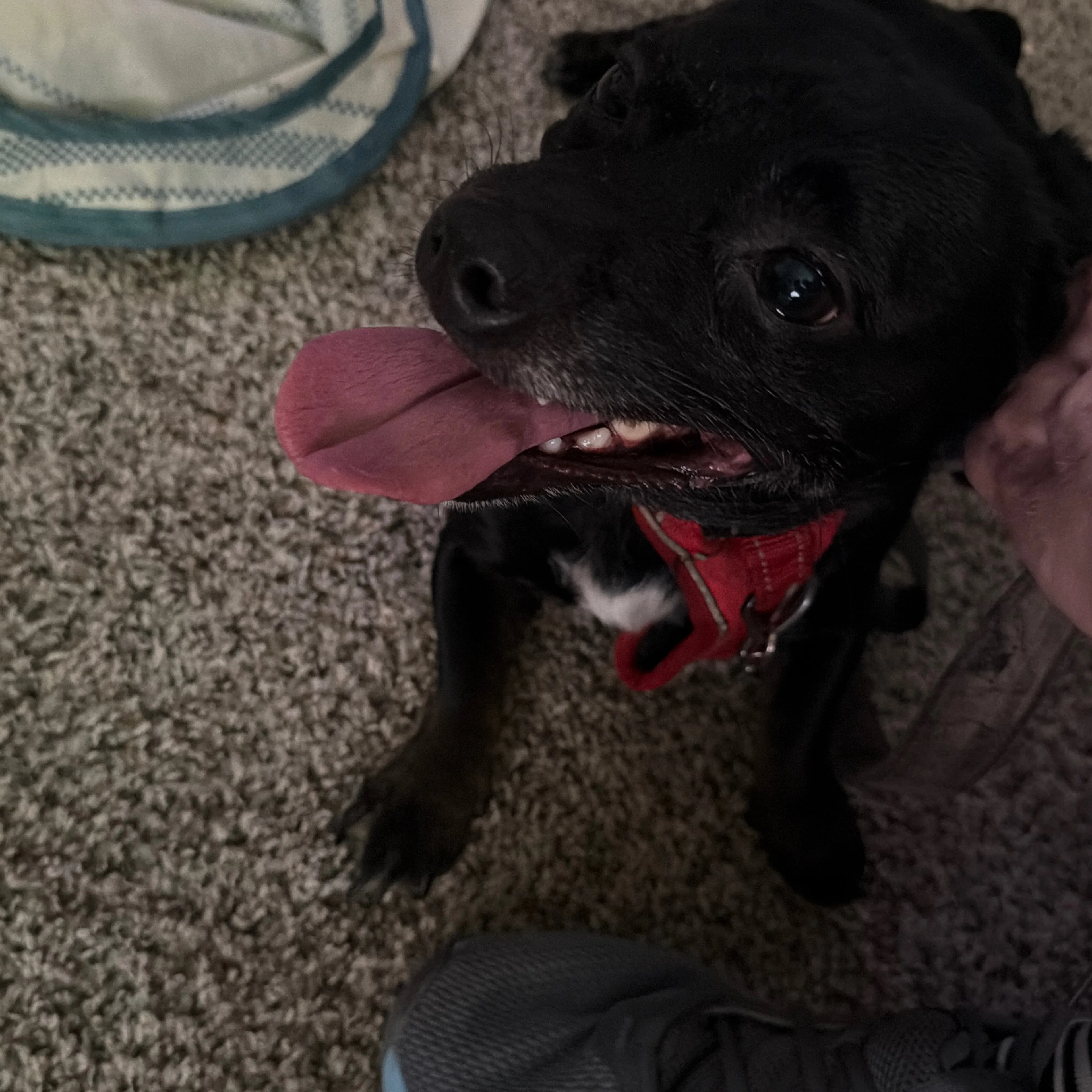 Lost pet-2