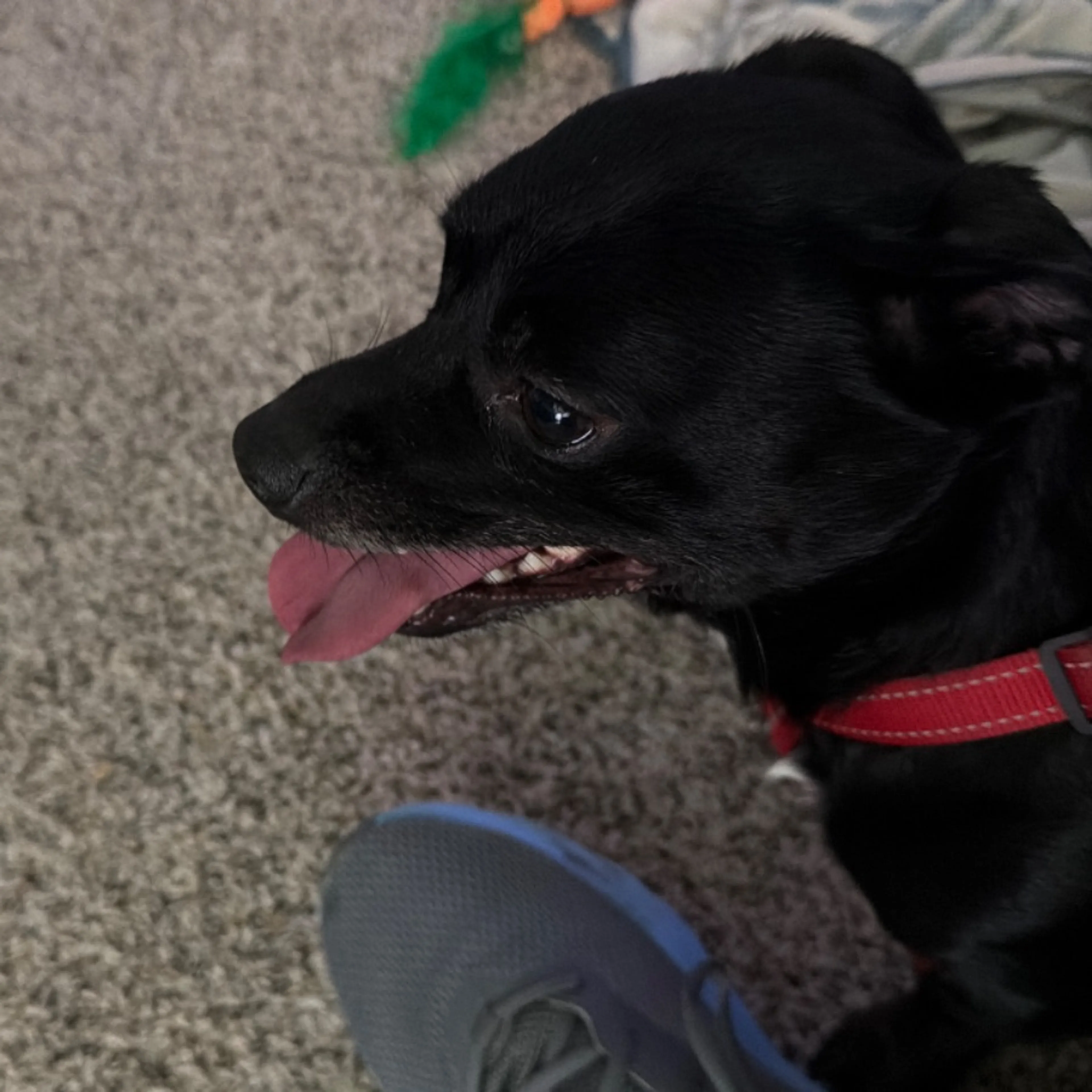 Lost pet-0