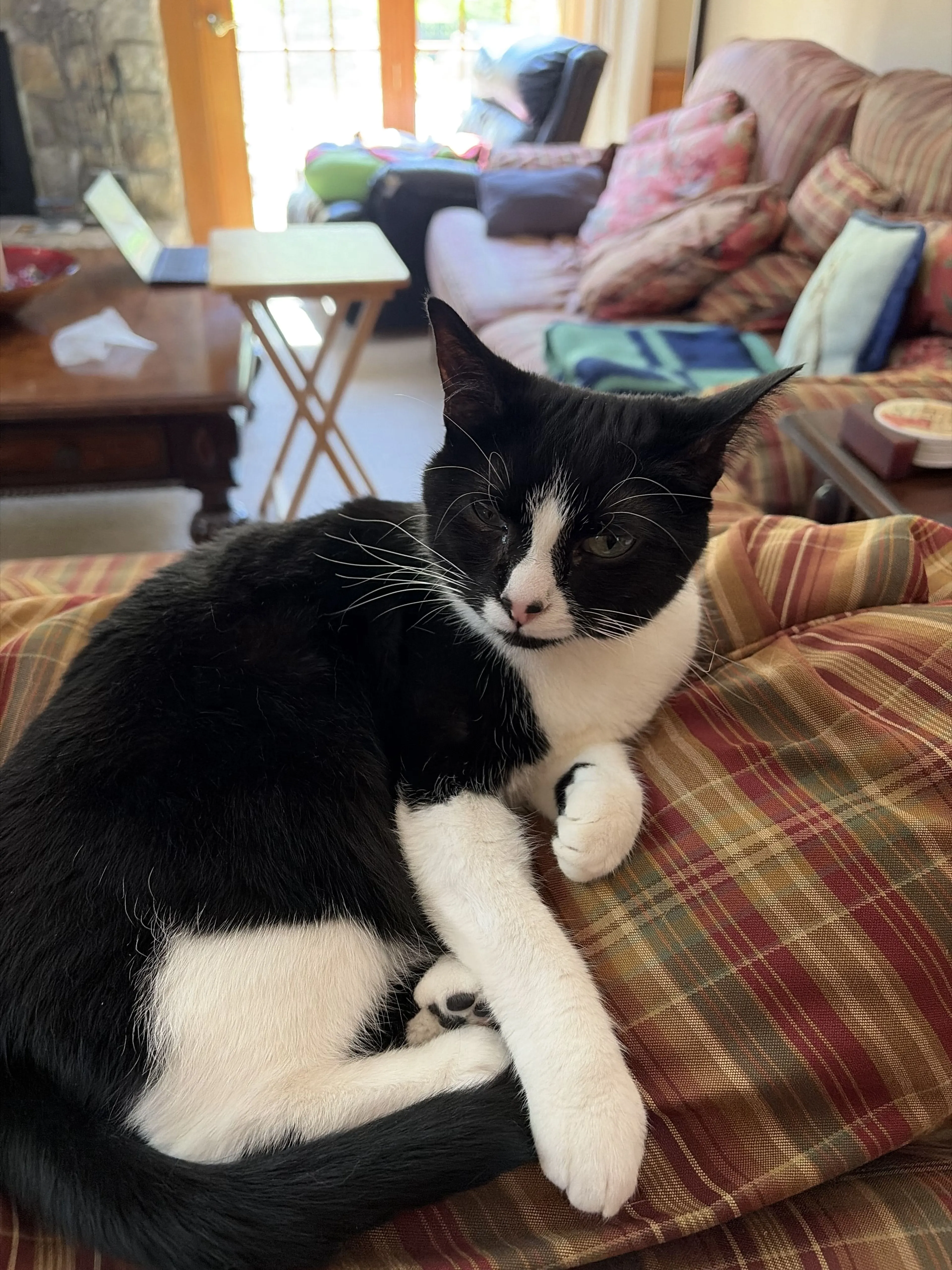 Lost pet