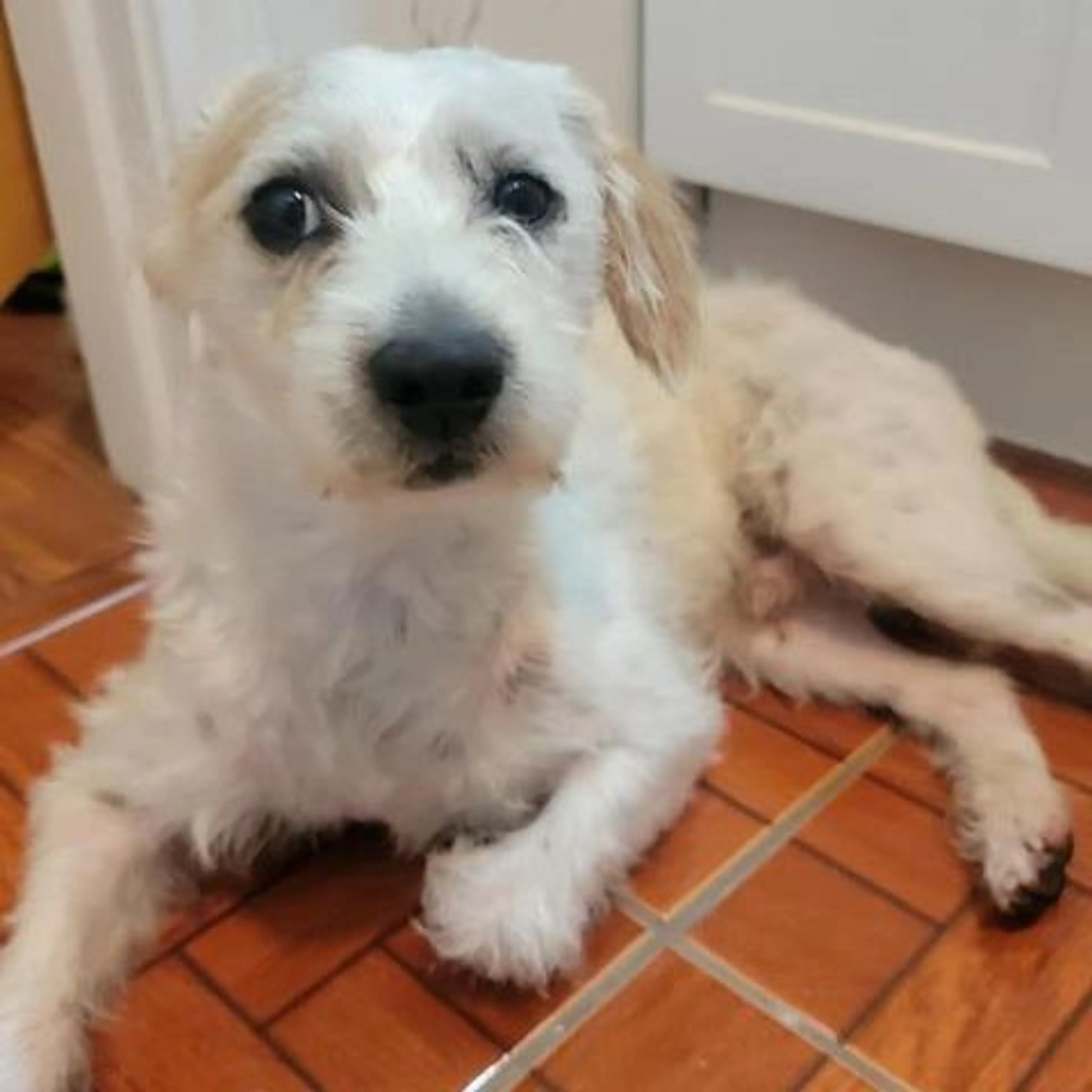 Found pet-0
