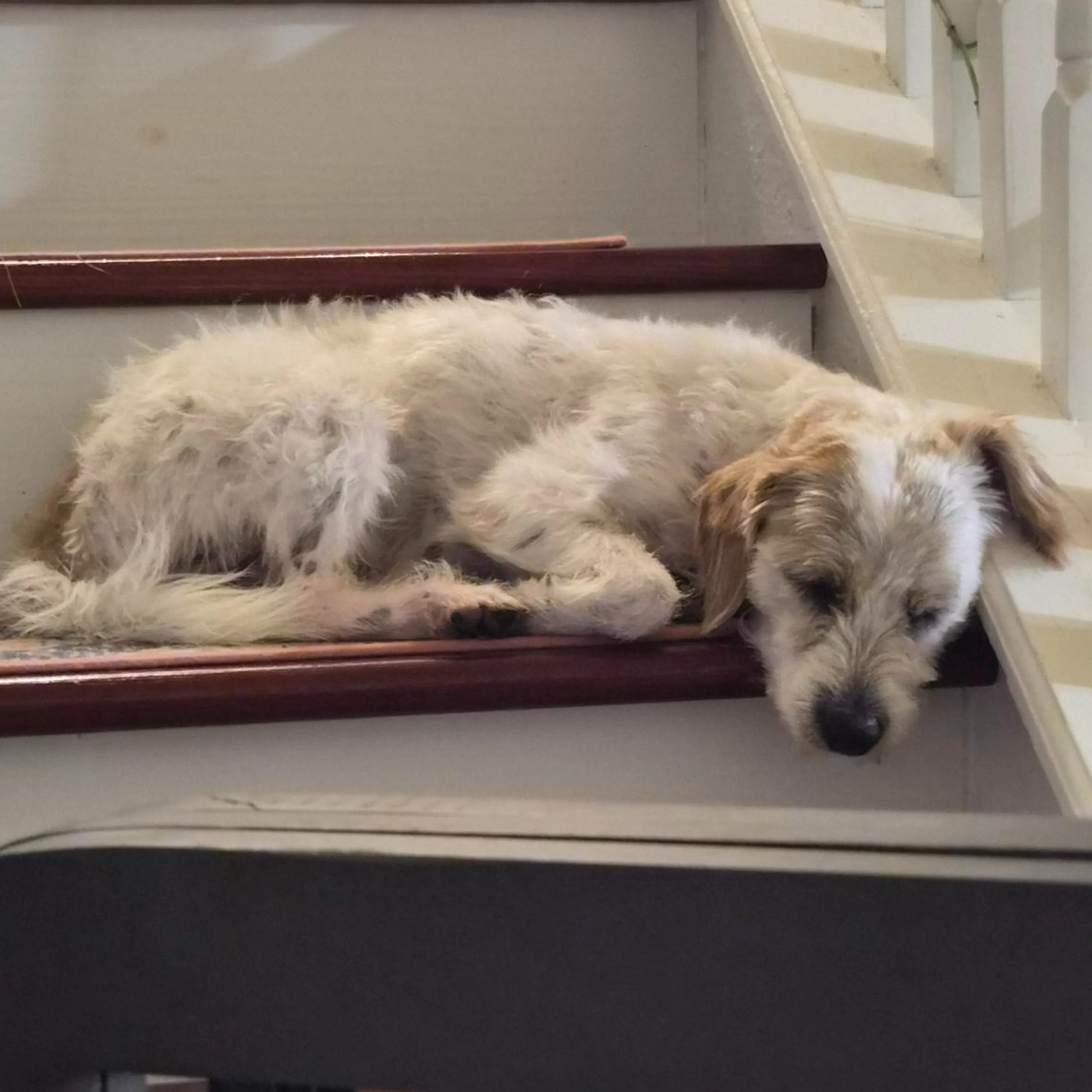 Found pet-1