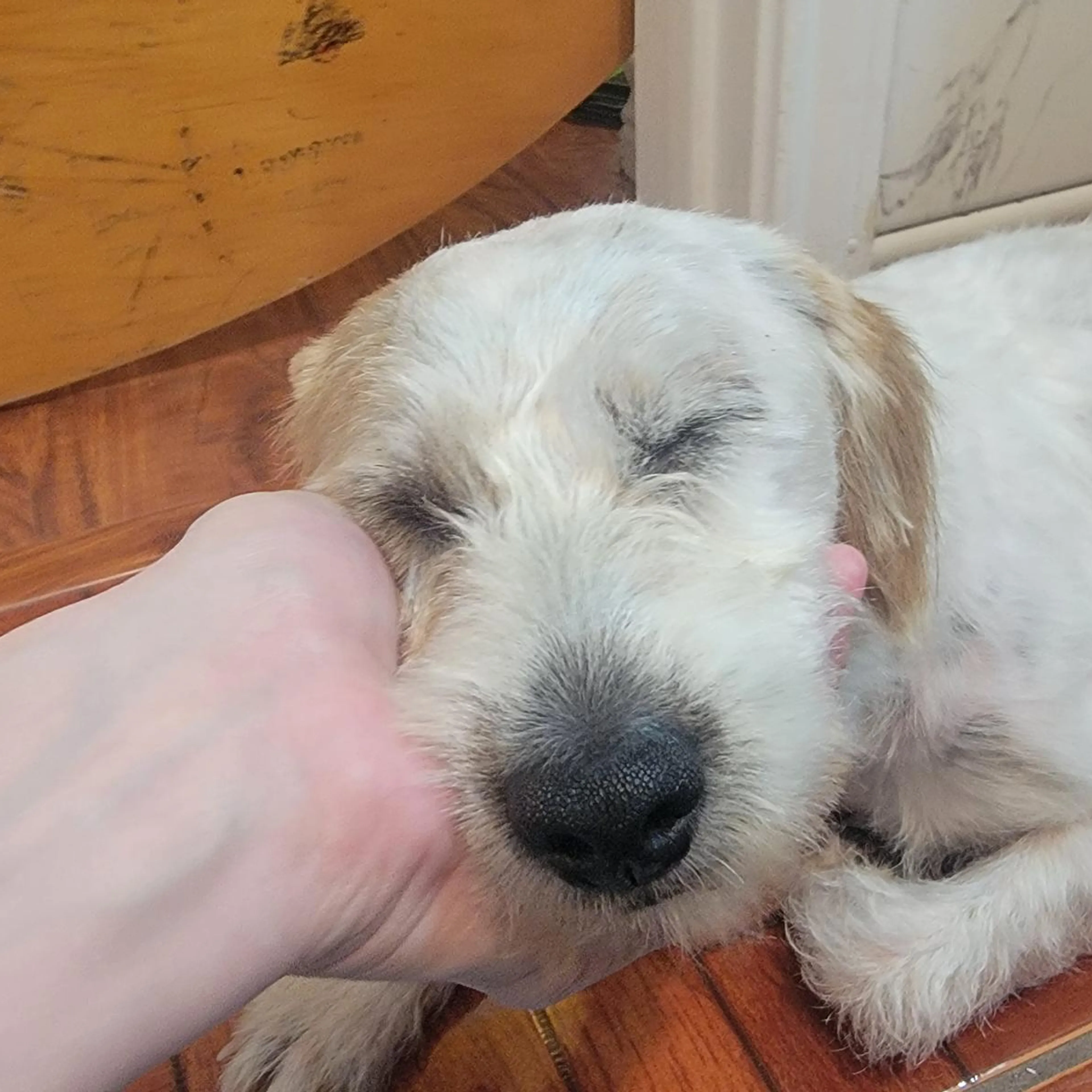 Found pet-2