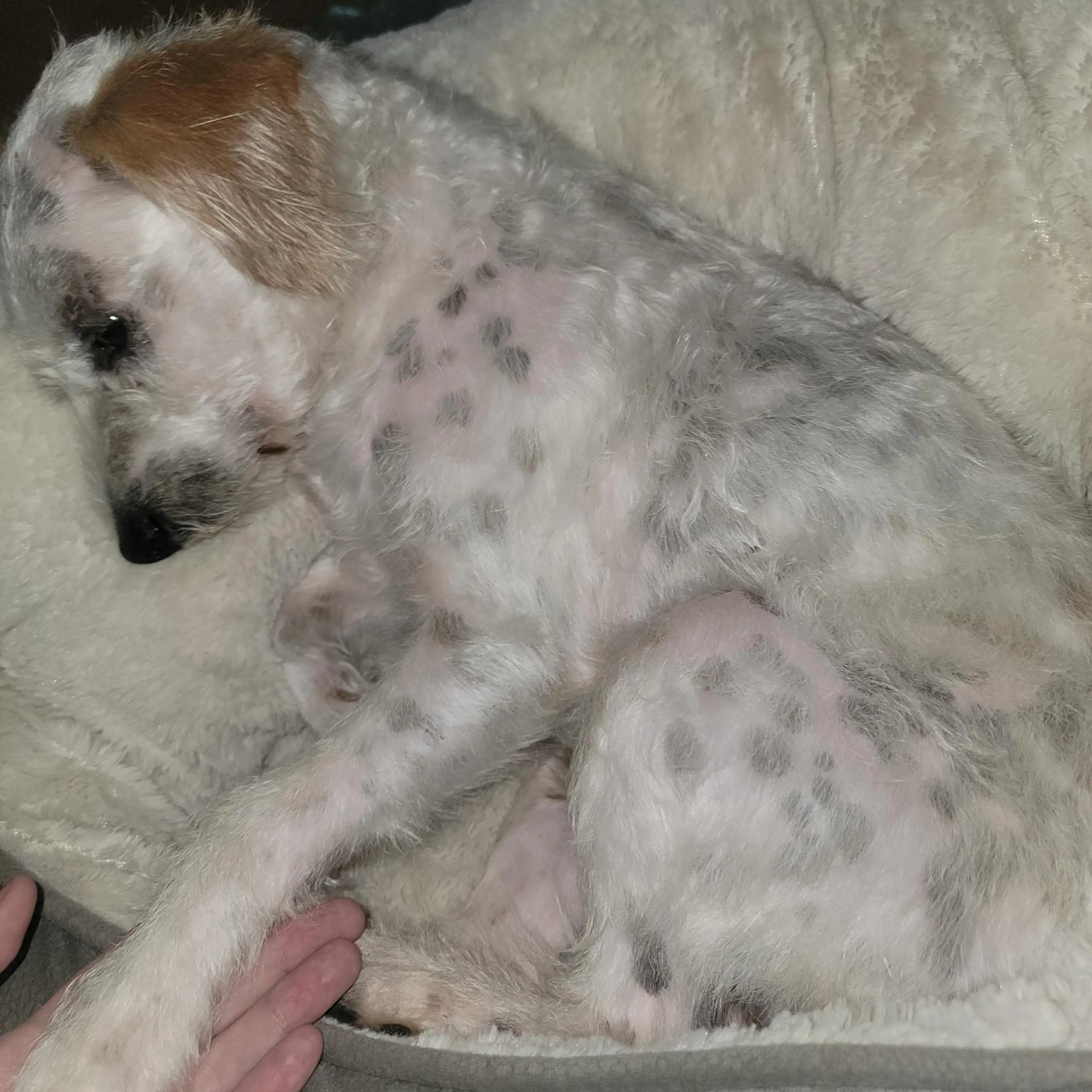 Found pet-3