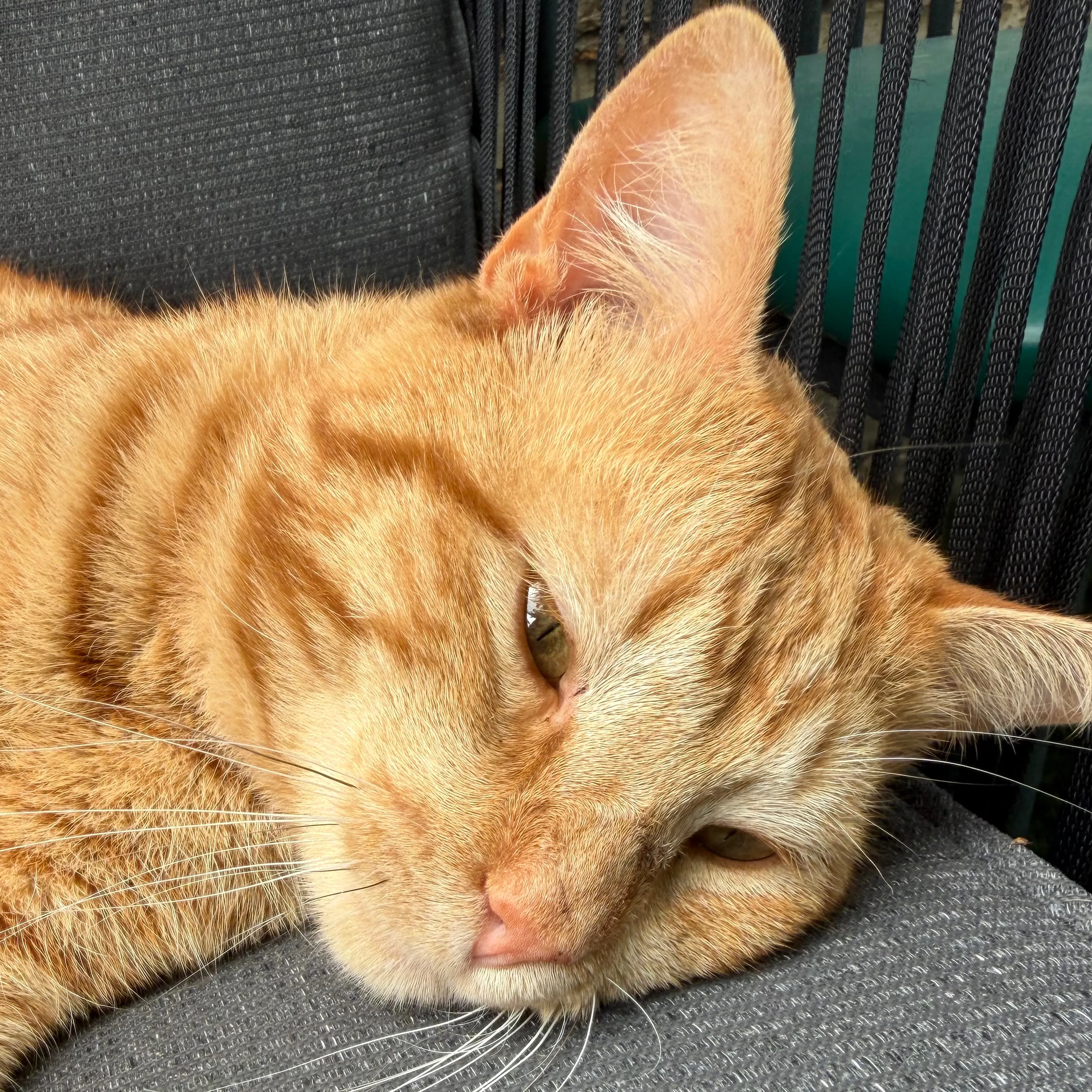 Lost pet-2