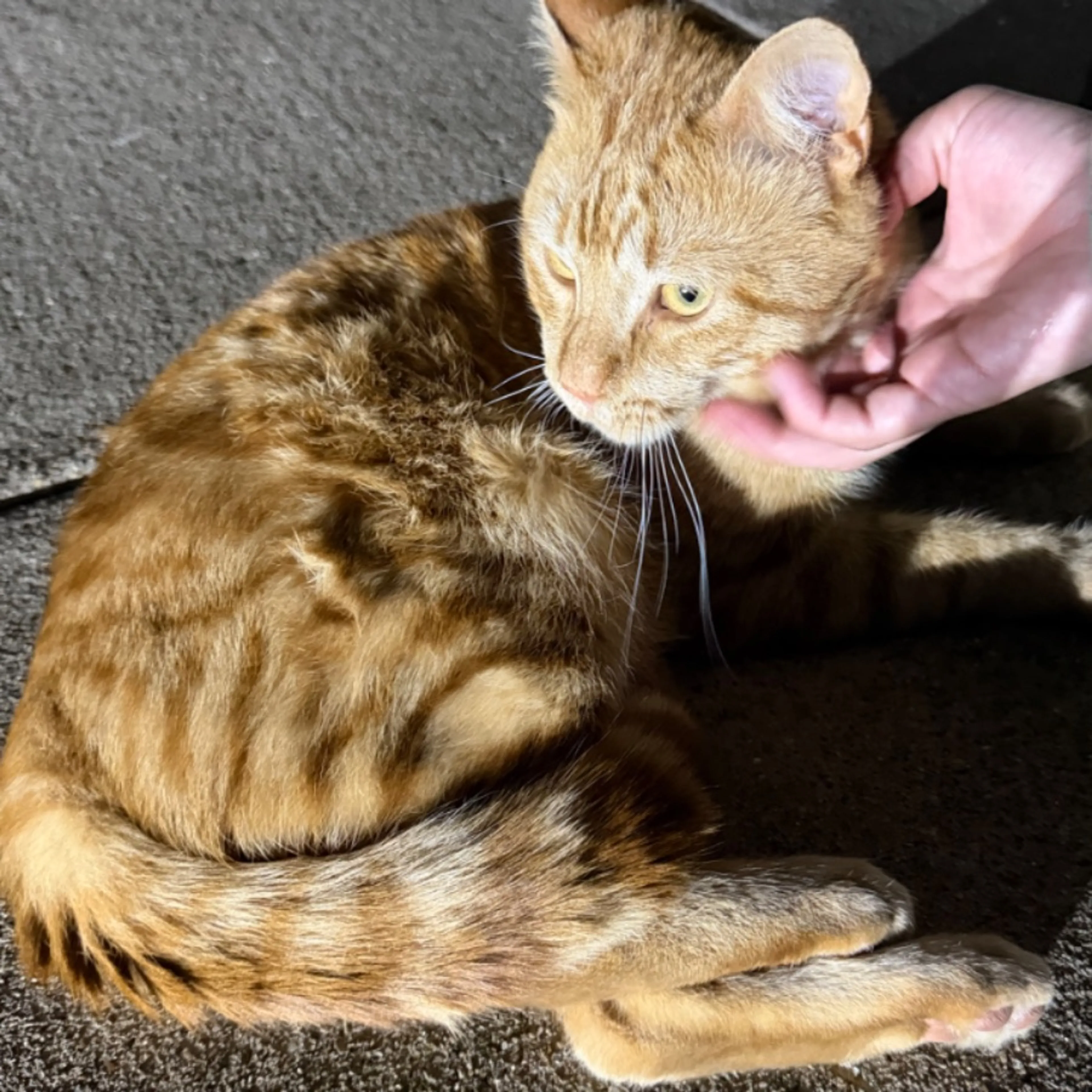 Lost pet-0