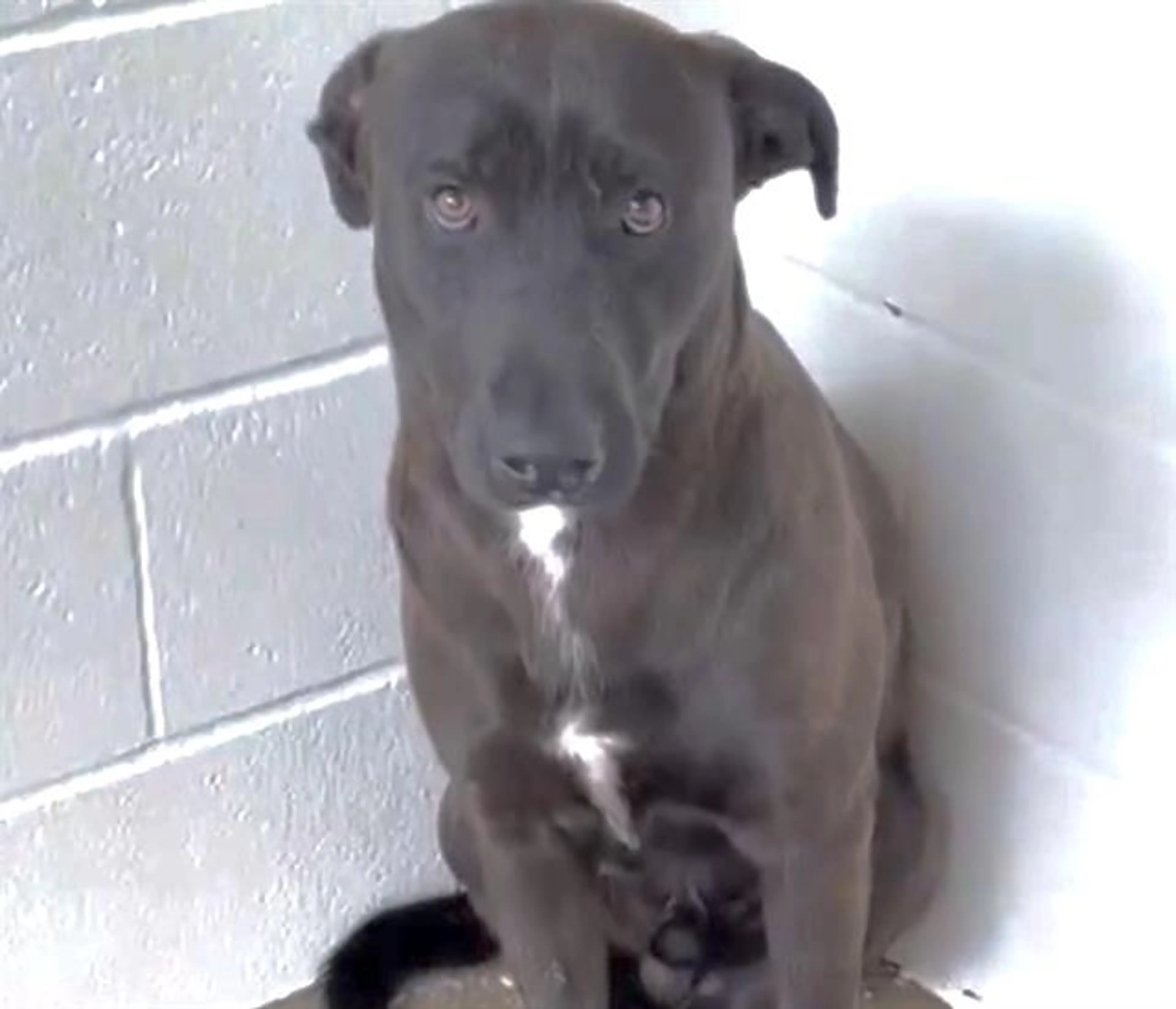 Found pet