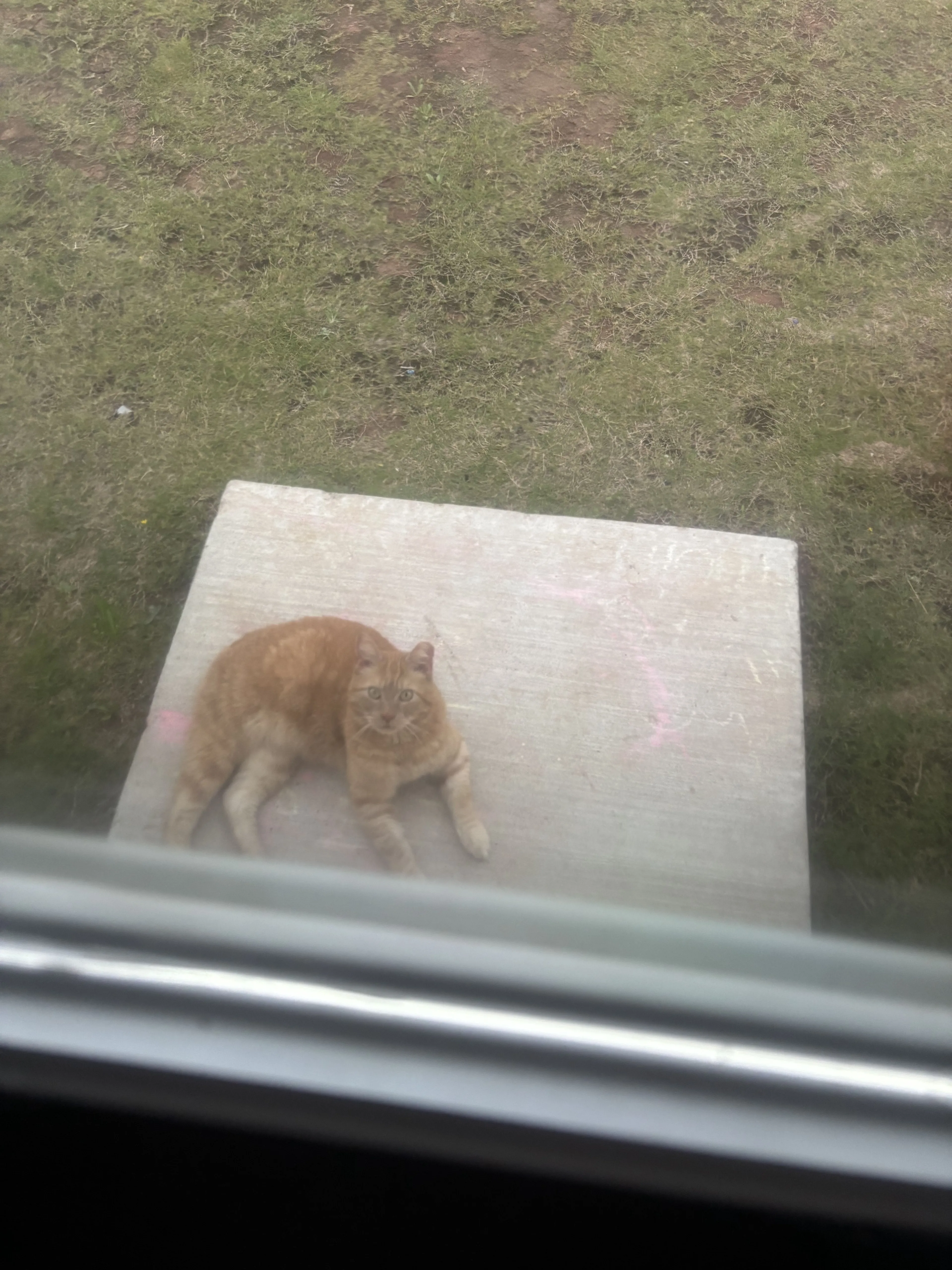 Lost pet