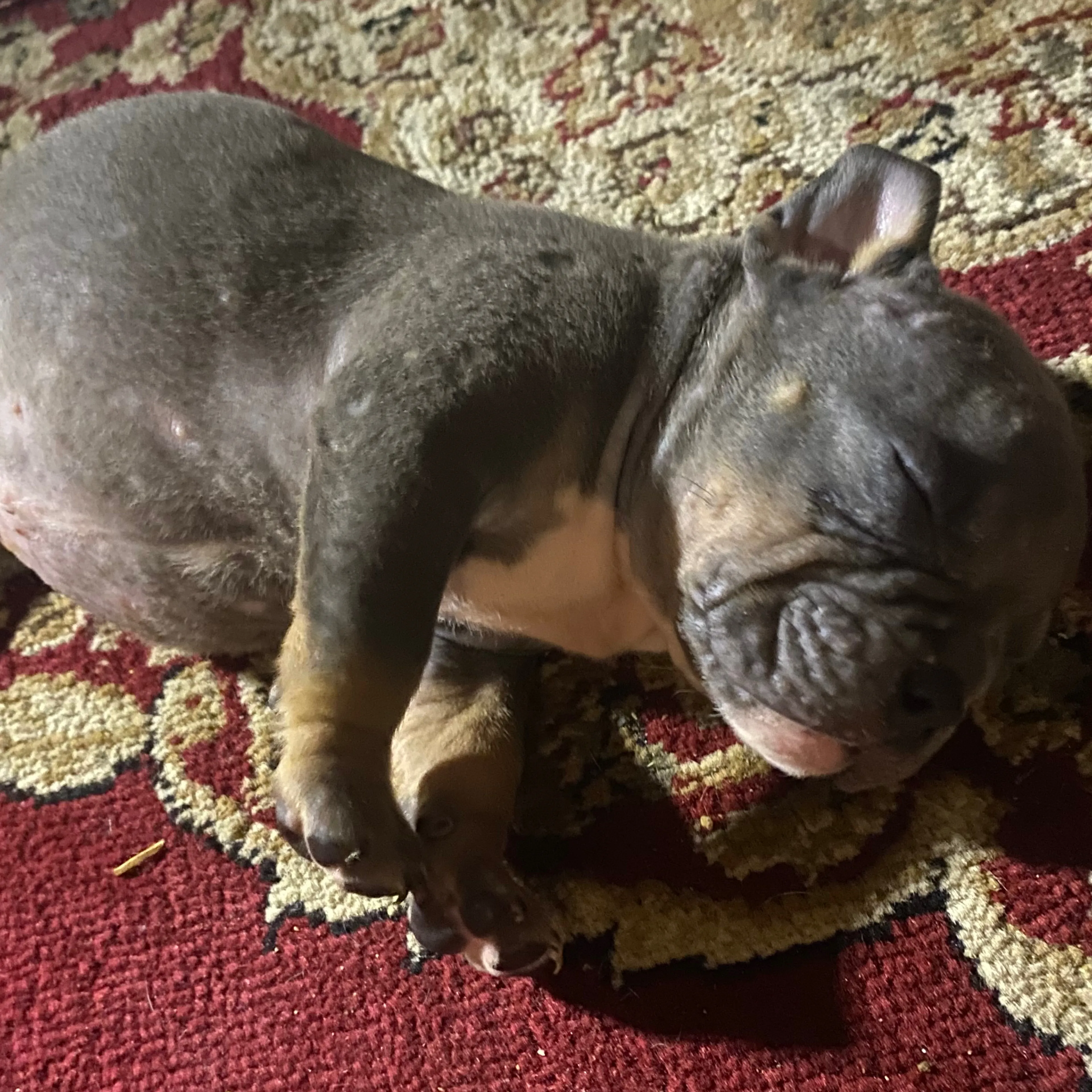 Lost pet-3